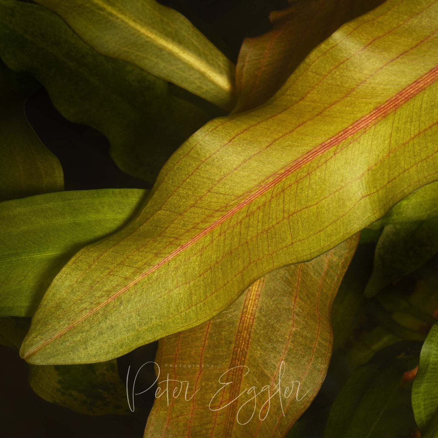 Aponogeton rigidifolius