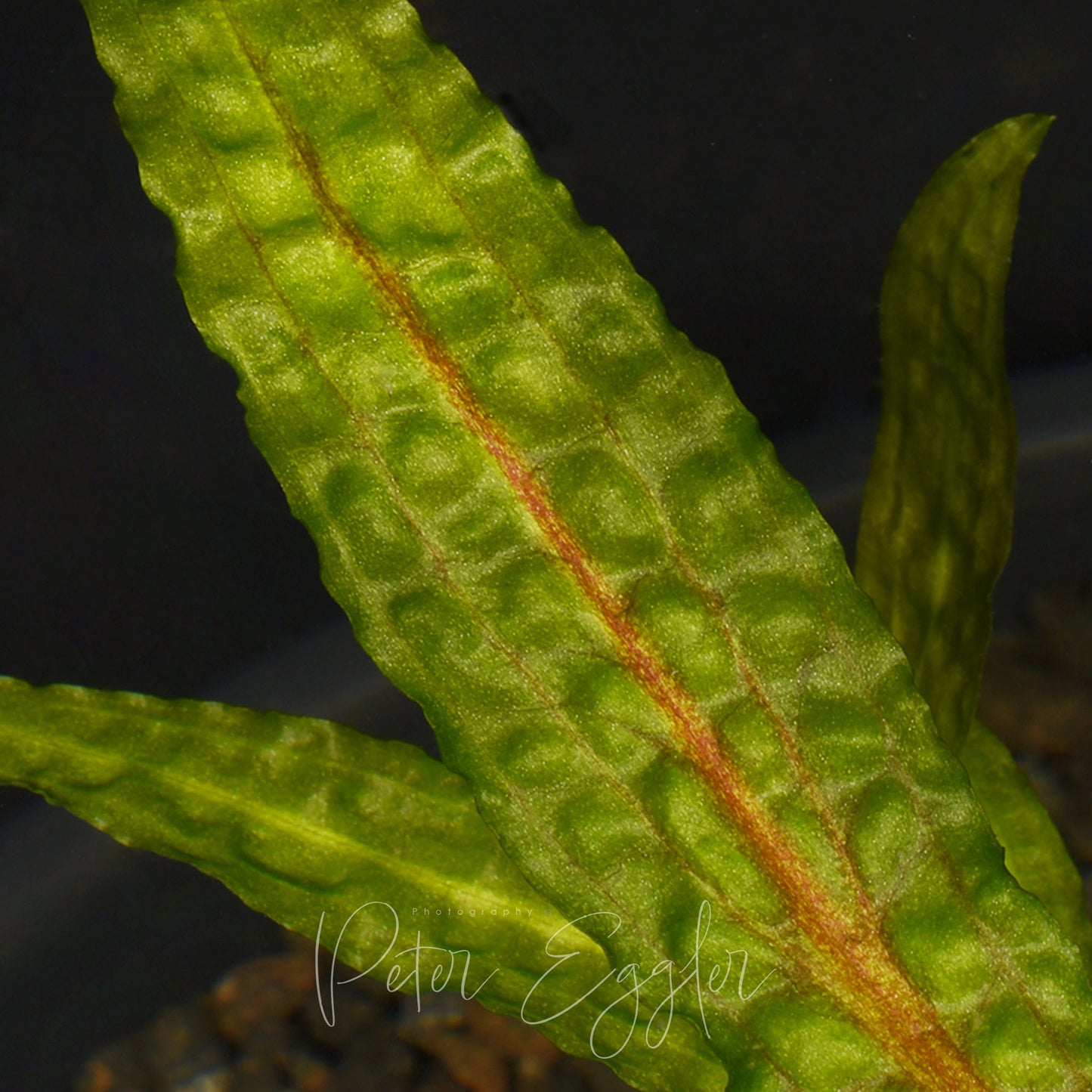 Cryptocoryne aponogetifolia