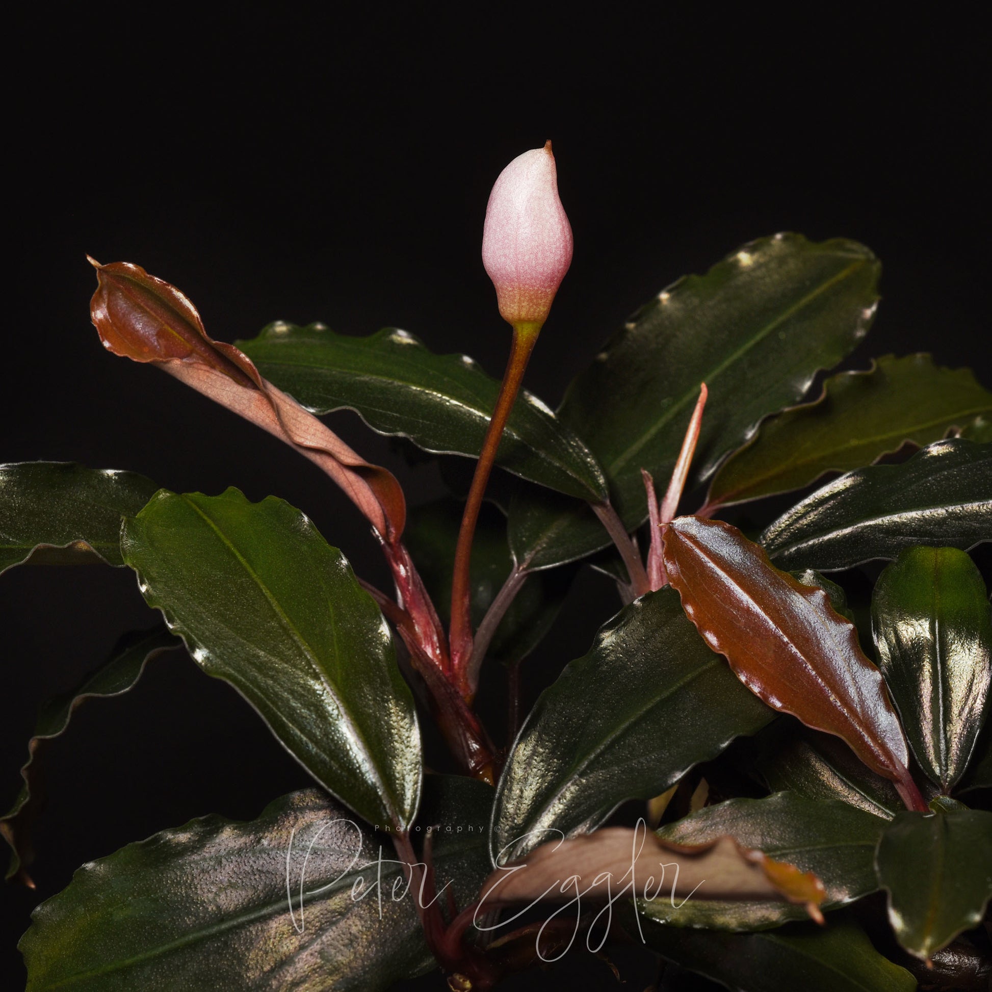 Pink flowering Bucephalandra species in terrarium