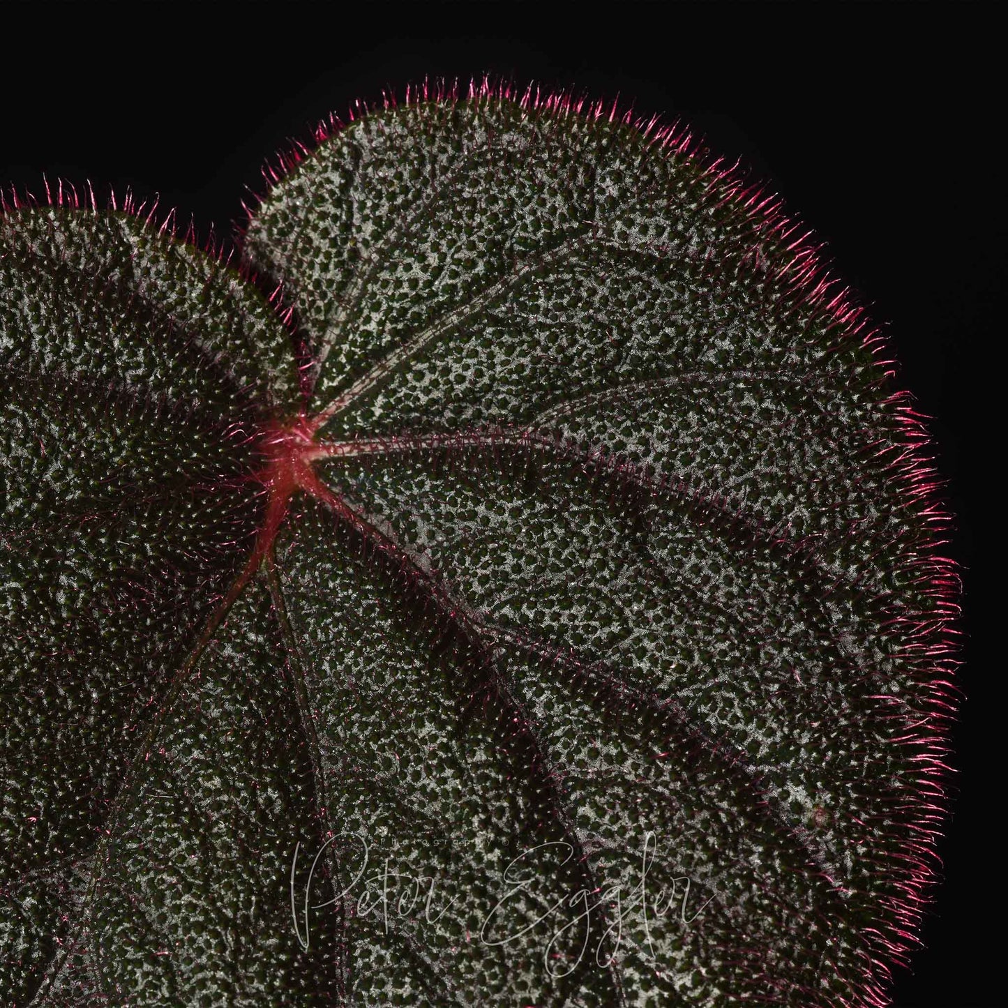 Begonia wyepingiana