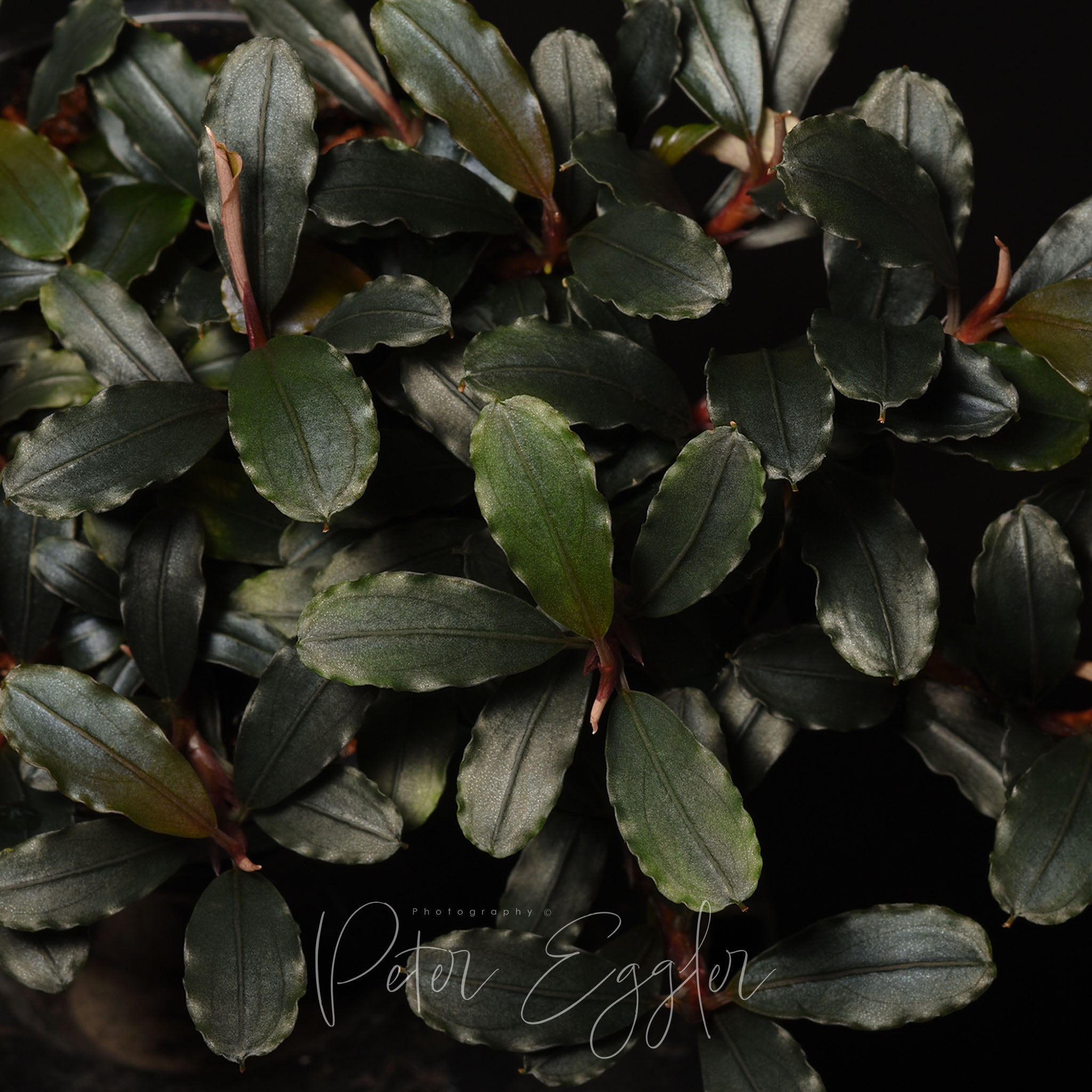 Small compact dark leaf Bucephalandra species growing in terrarium