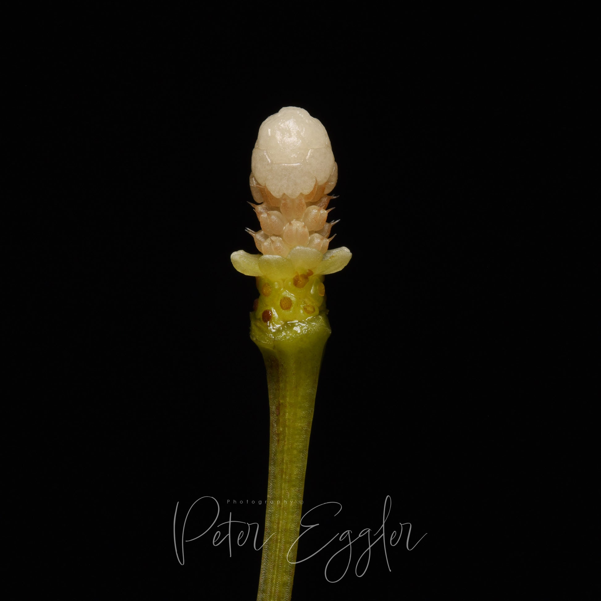 Dissected flower of Bucephalandra