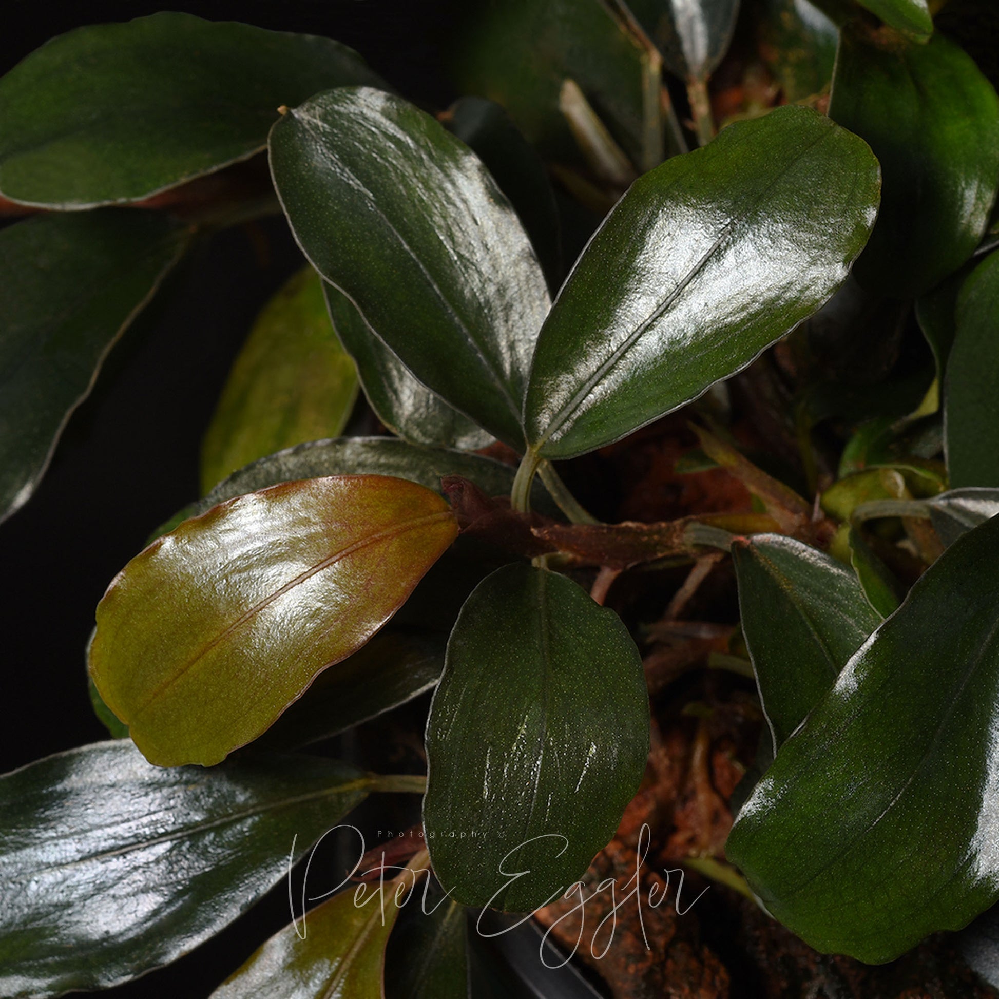 Bucephalandra species with rounded green leaves