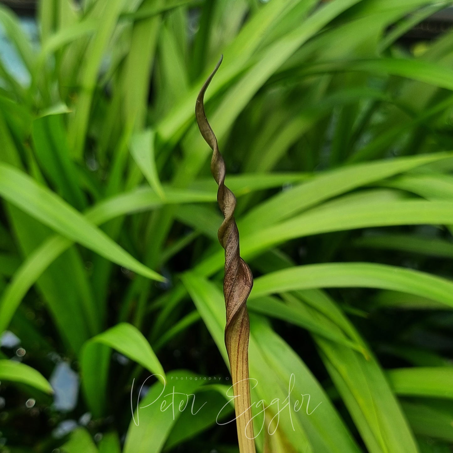 Cryptocoryne affinis 'Haerteliana'