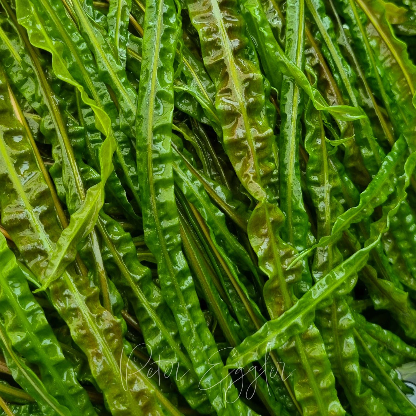 Cryptocoryne retrospiralis