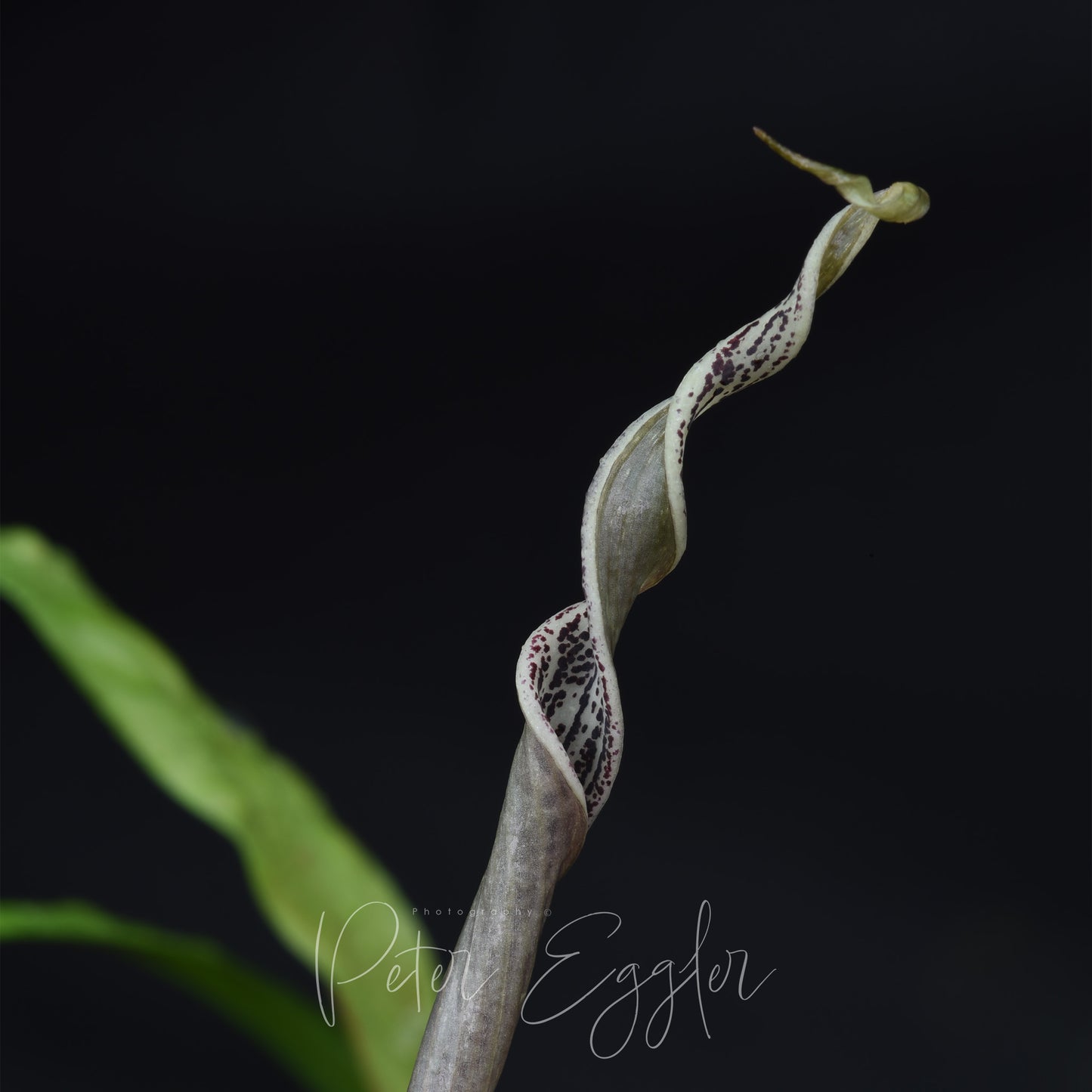 Cryptocoryne retrospiralis