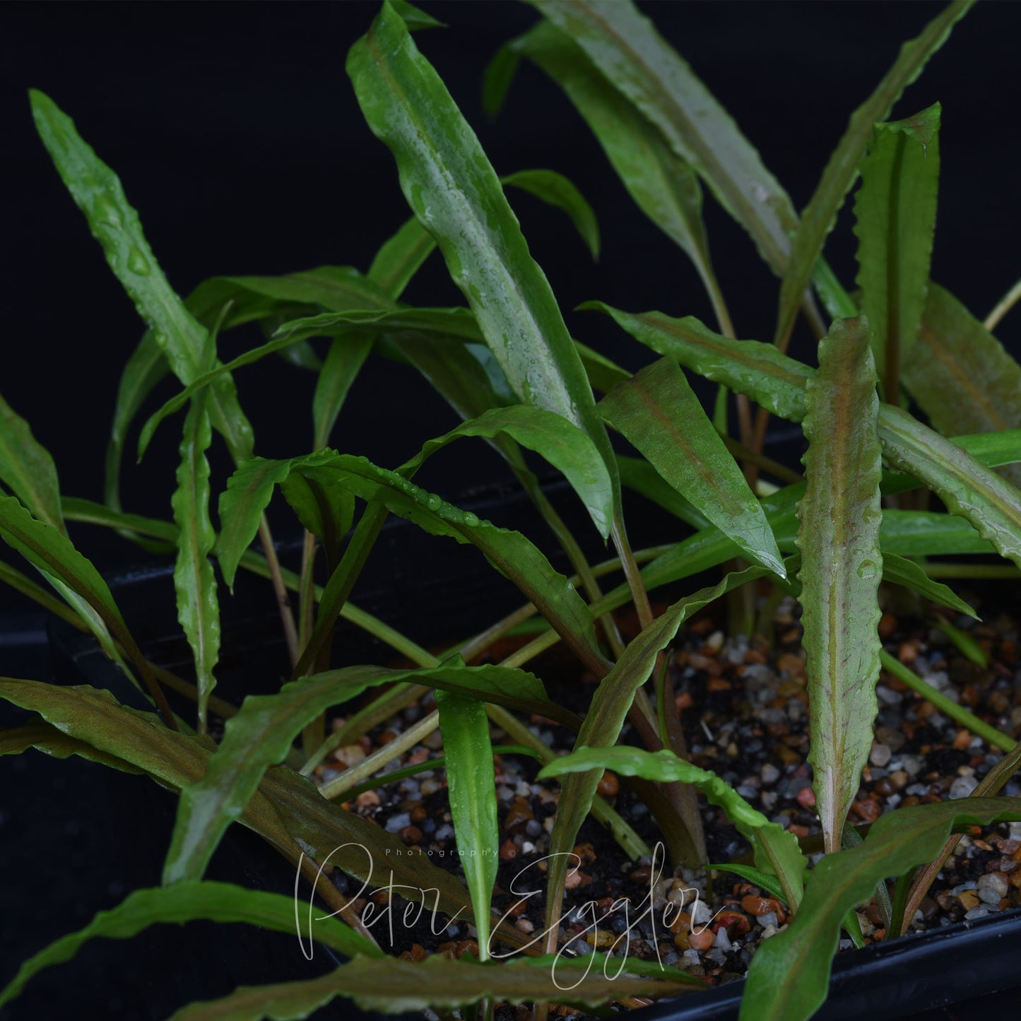 Cryptocoryne retrospiralis