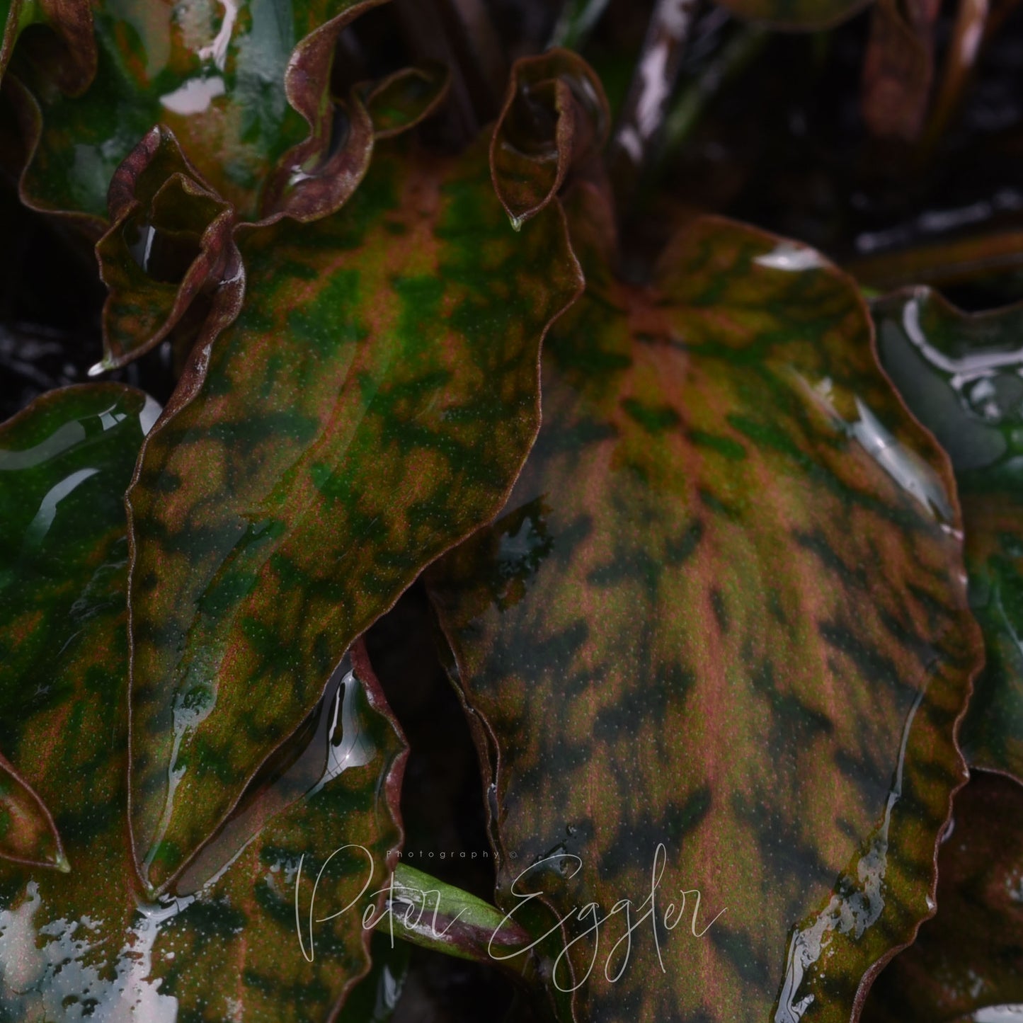 Cryptocoryne nurii var. raubensis 'Rosen Maiden'