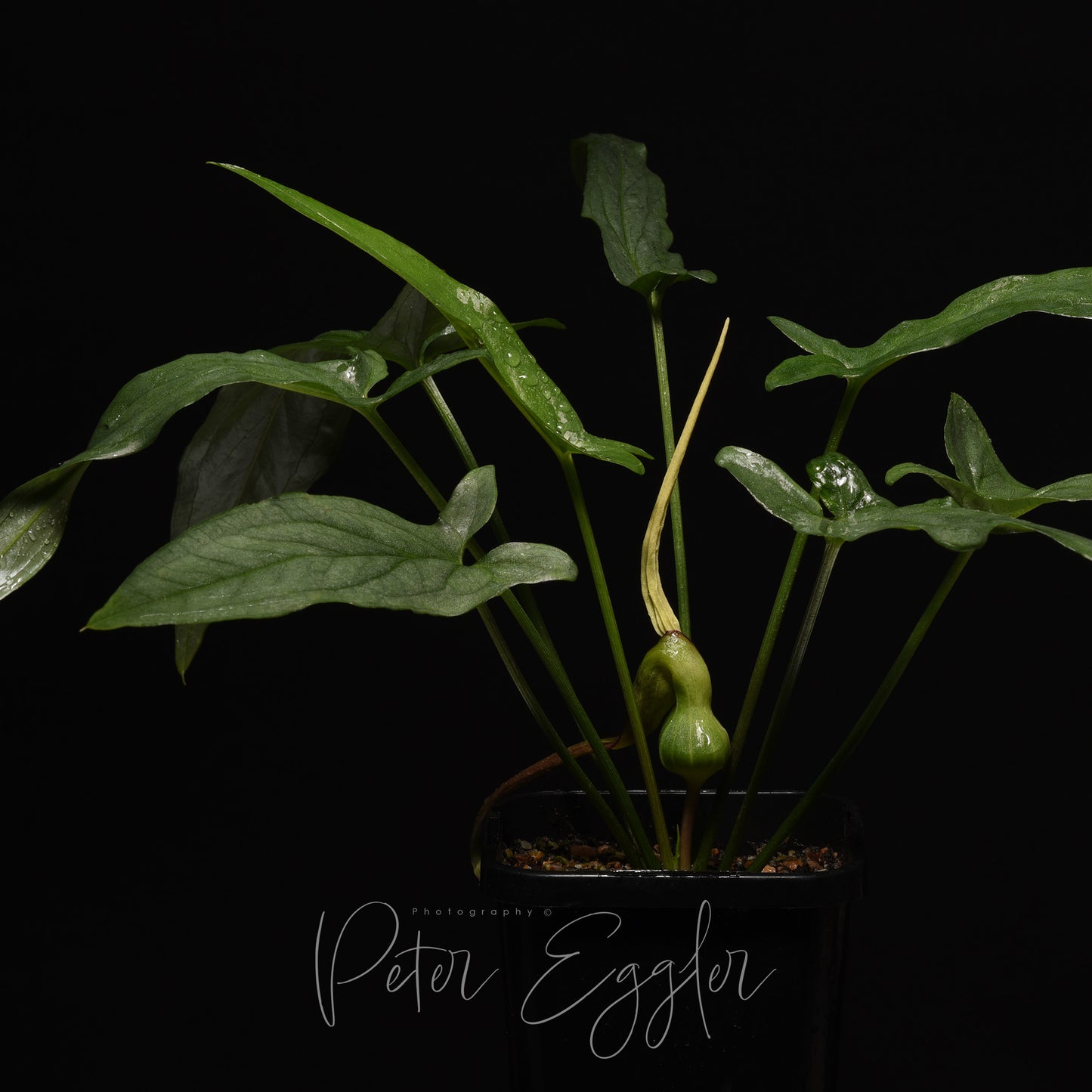 Typhonium flagelliforme