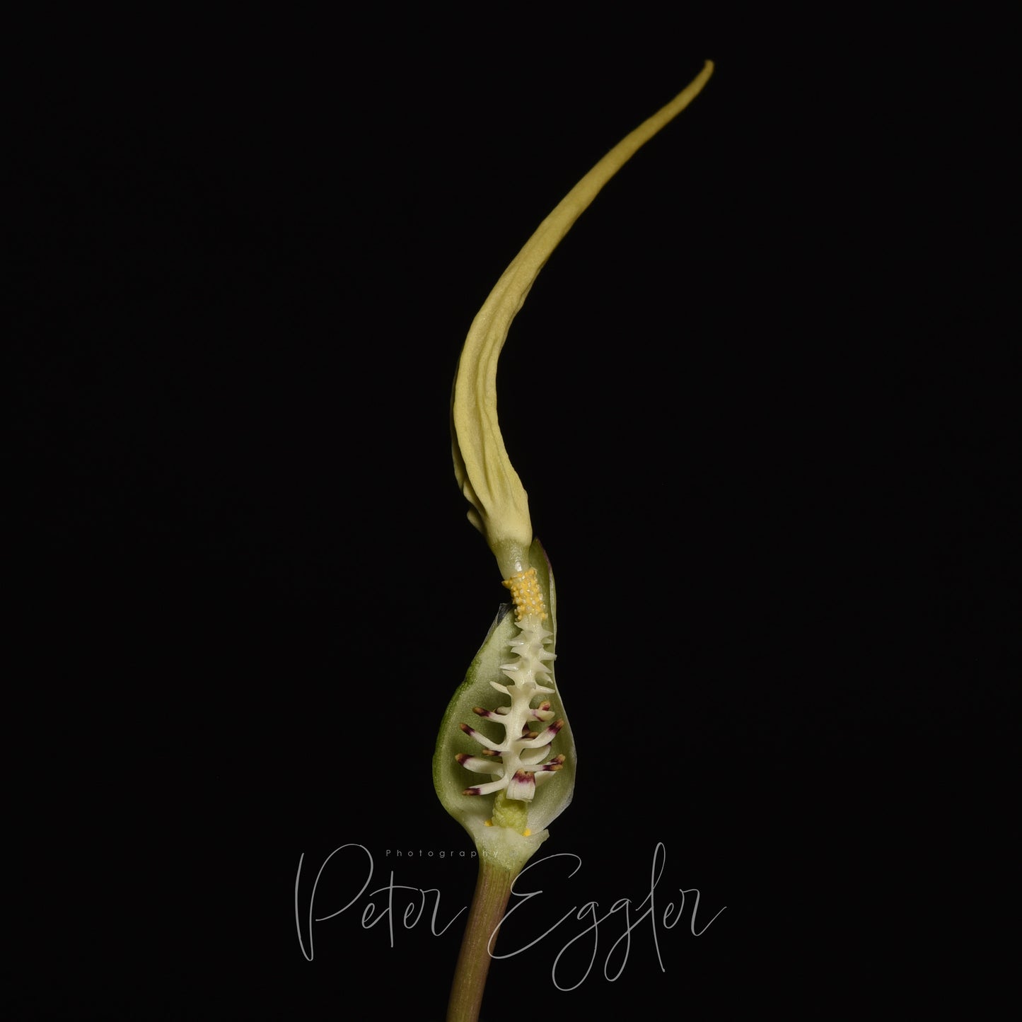 Typhonium flagelliforme