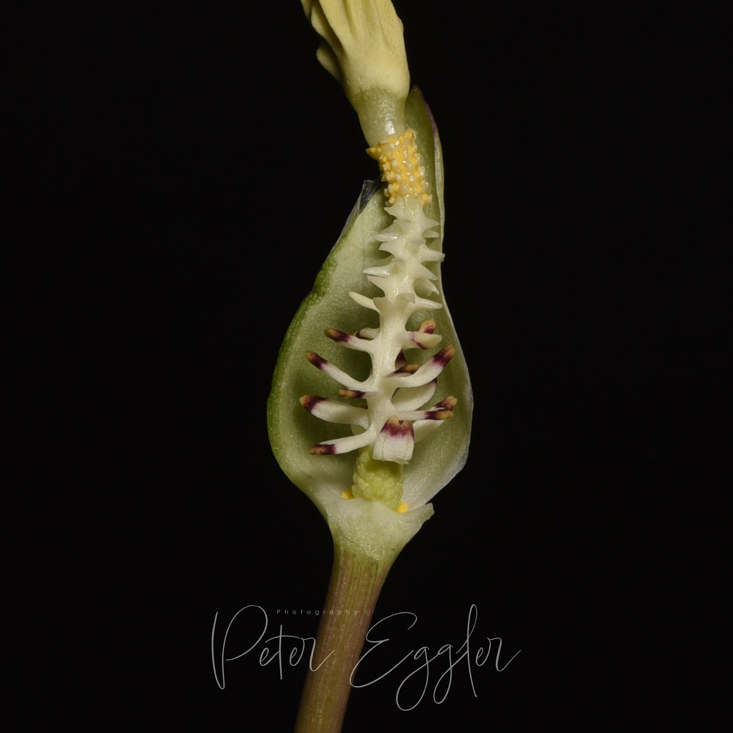 Typhonium flagelliforme