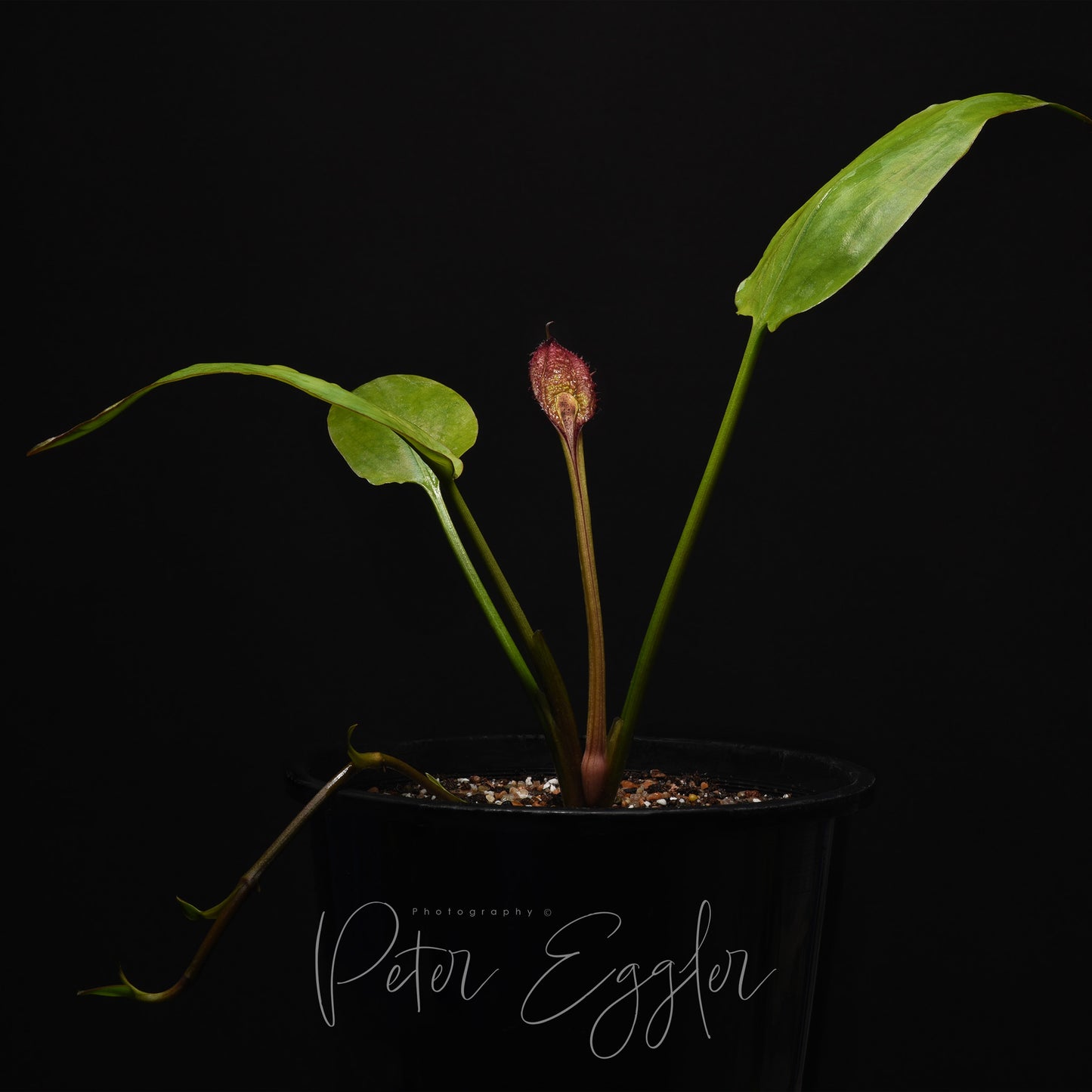 Cryptocoryne ciliata var. ciliata