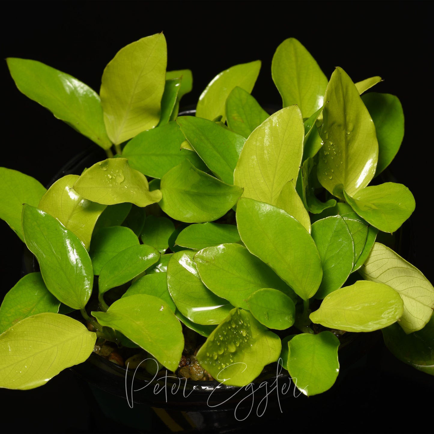 Anubias 'Gold'