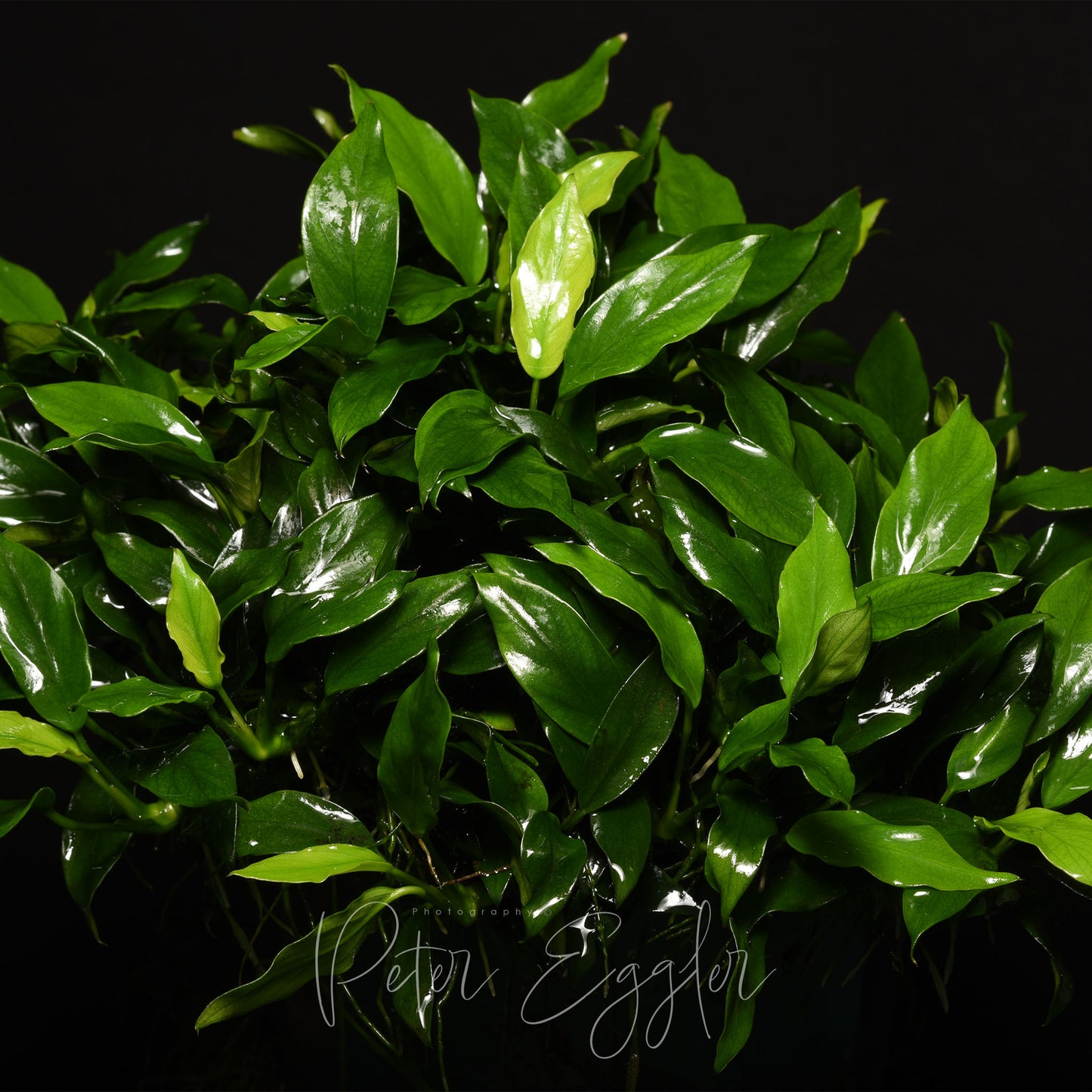 Anubias 'Pangolino'