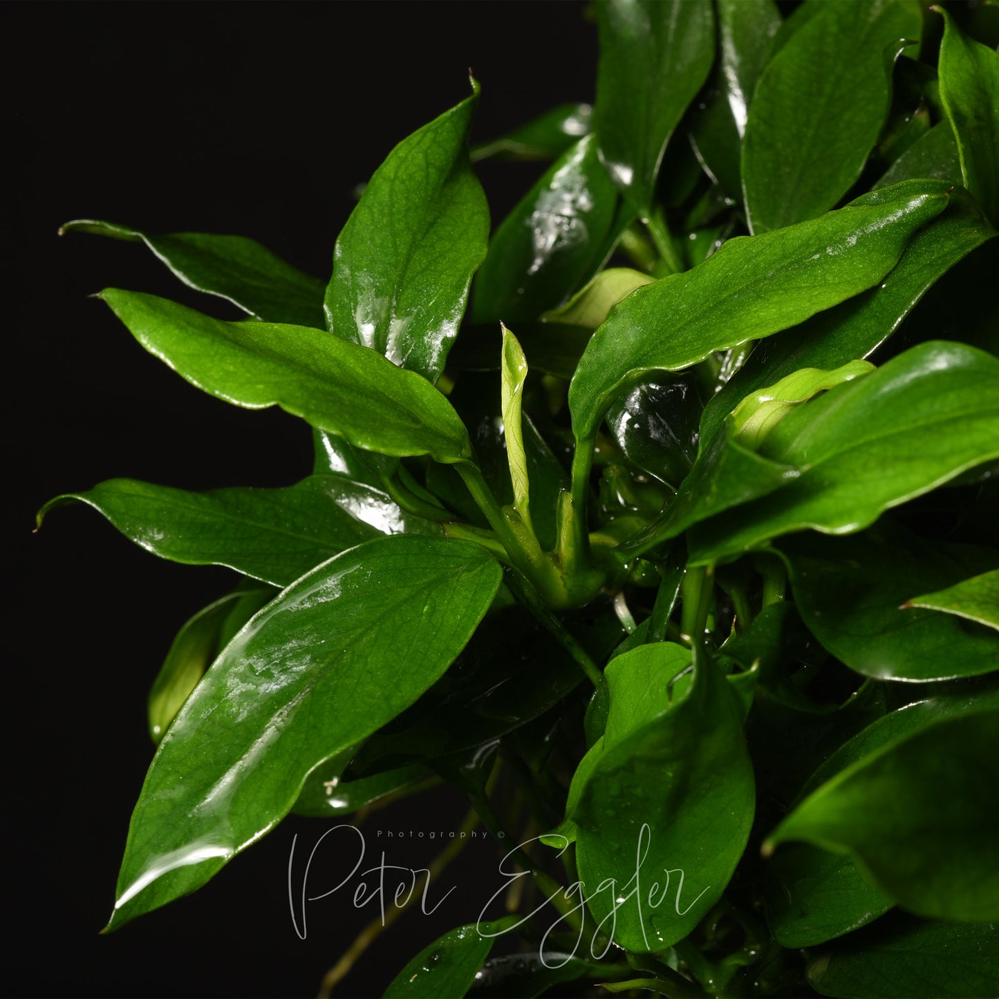 Anubias 'Pangolino'