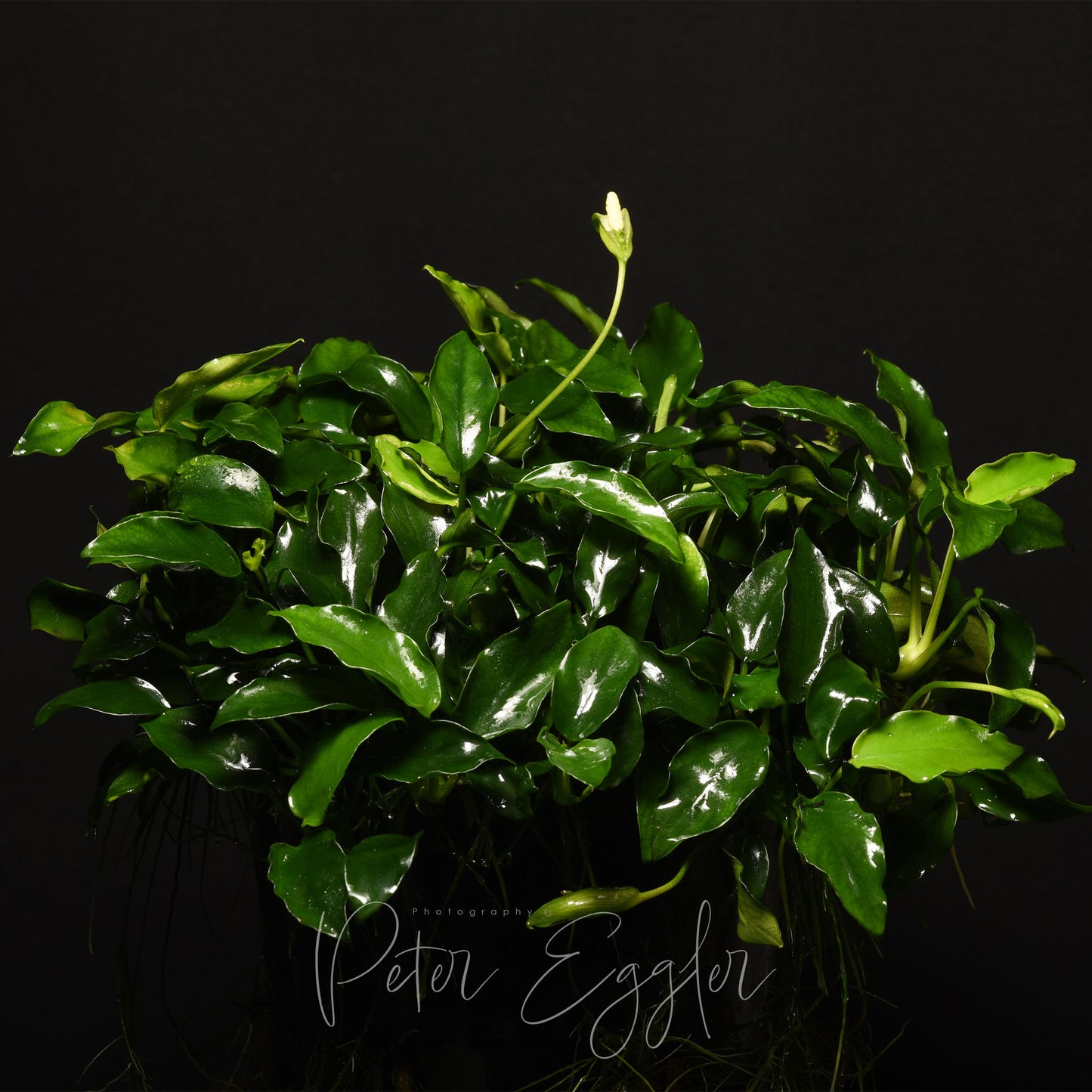 Anubias 'Petite'