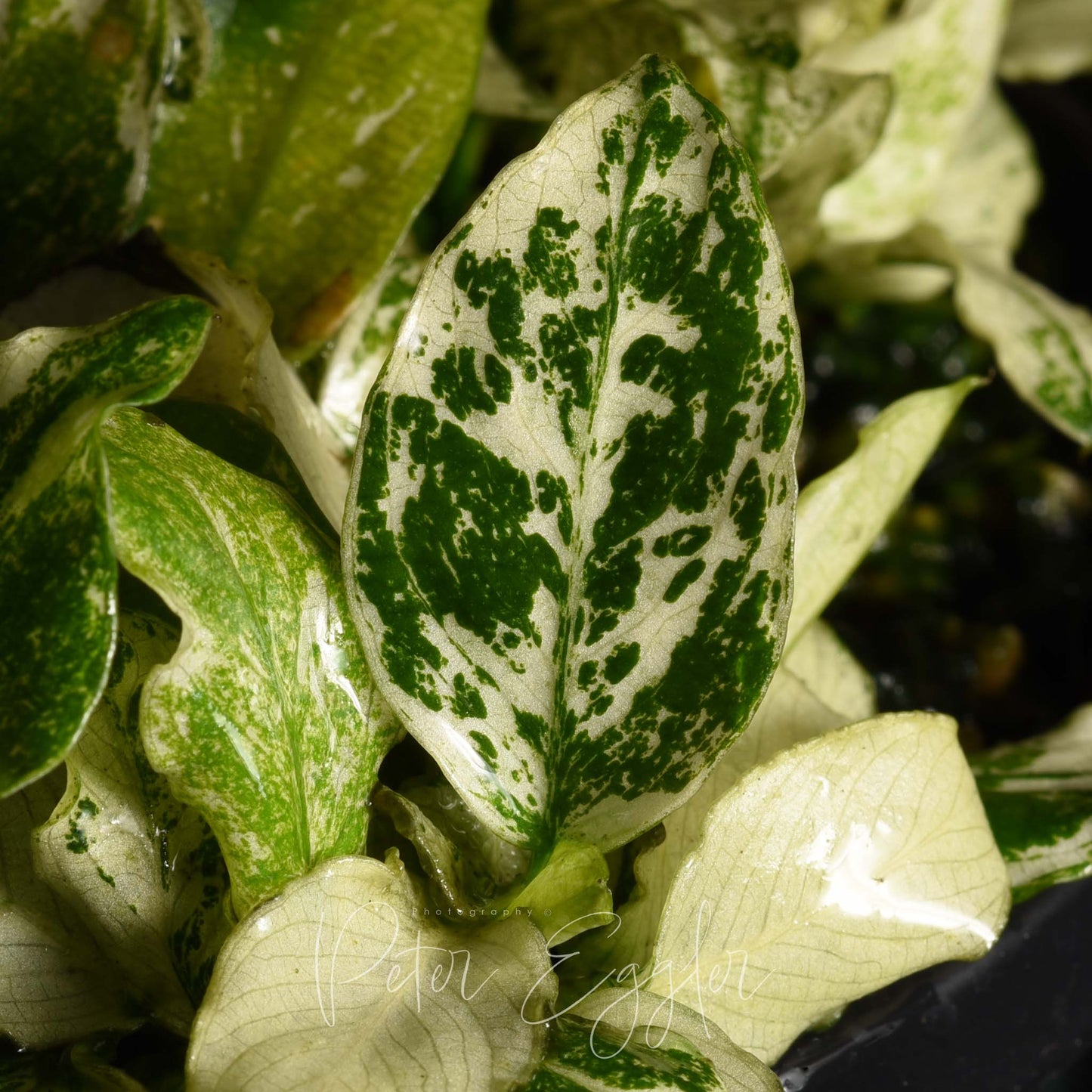 Anubias 'White'
