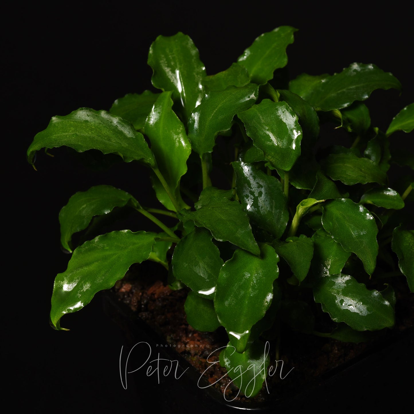 Schismatoglottis prietoi