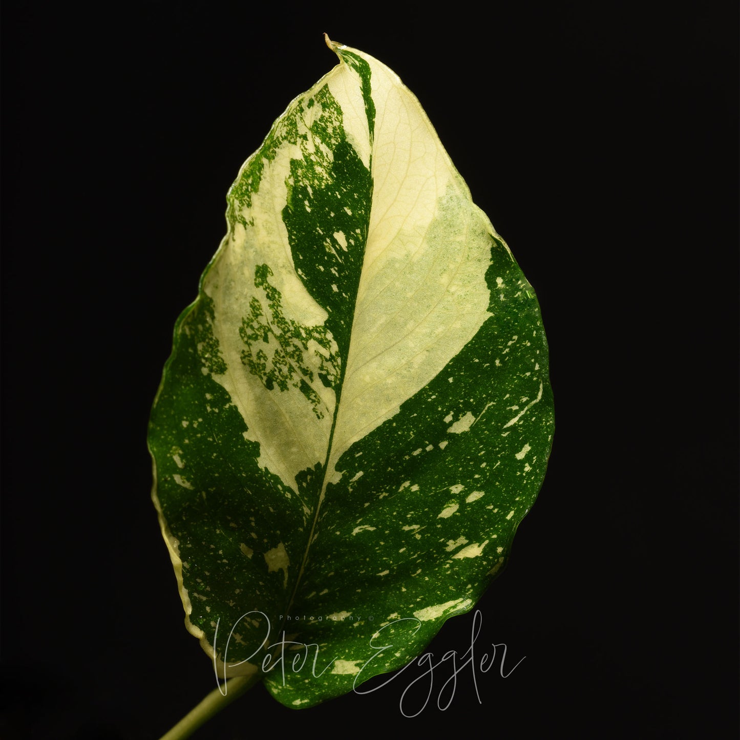 Anubias 'Panda'
