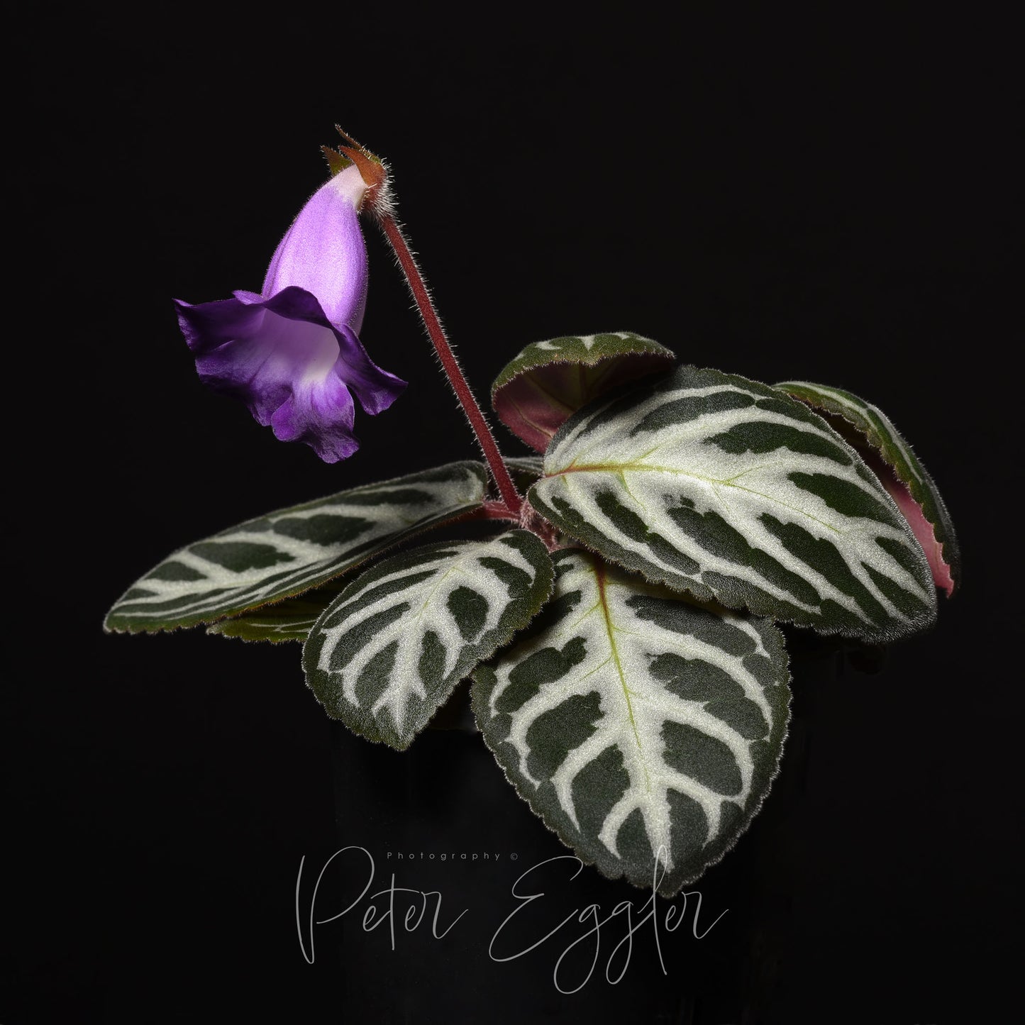Sinningia speciosa 'Regina Serra da Vista'