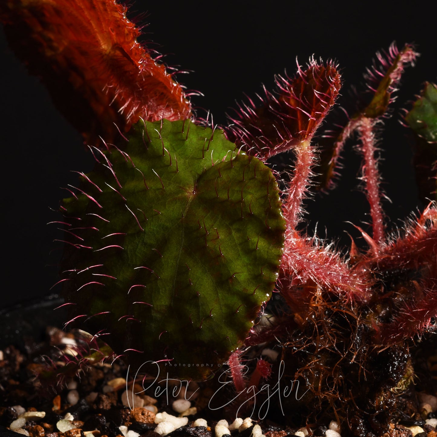 Begonia limprichtii
