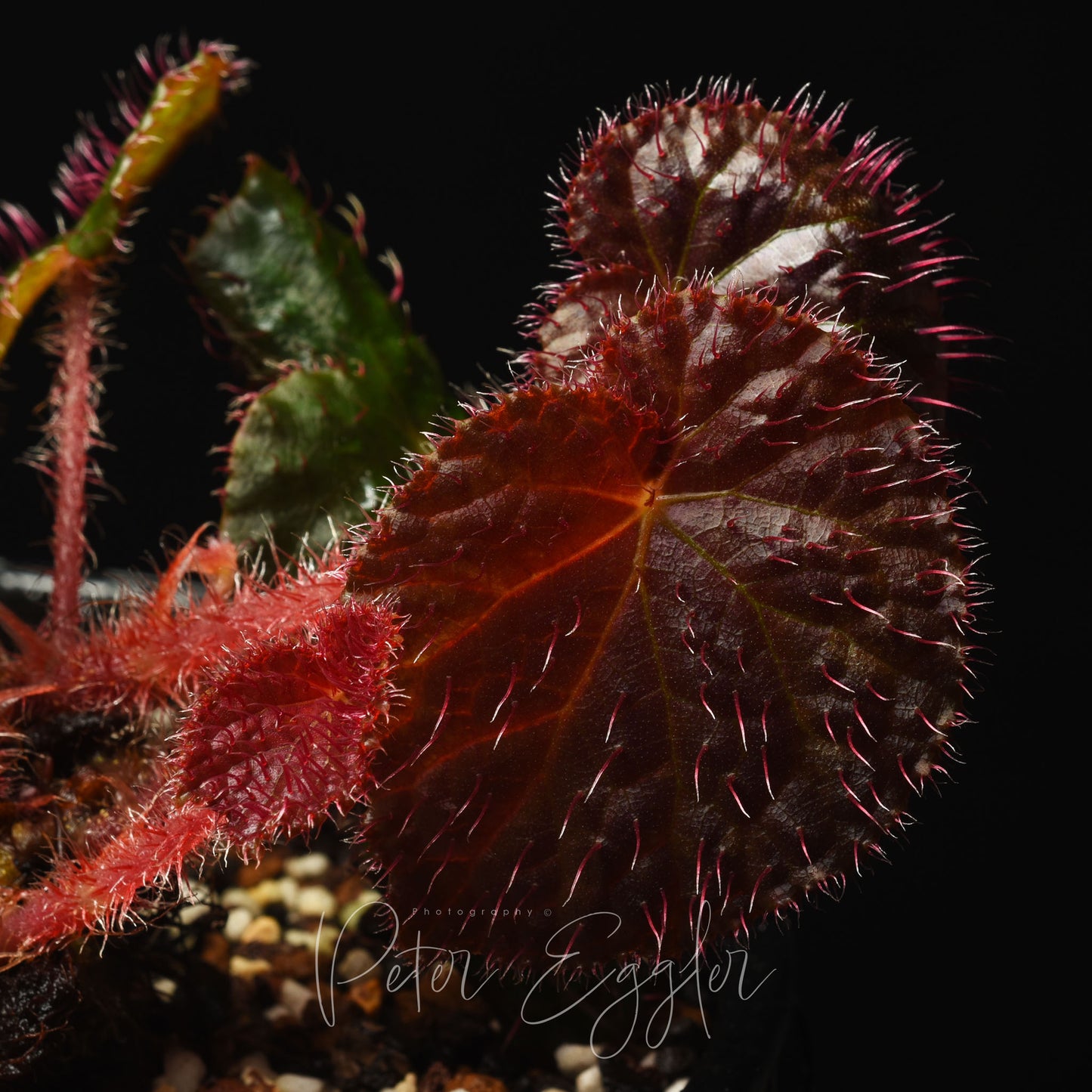 Begonia limprichtii