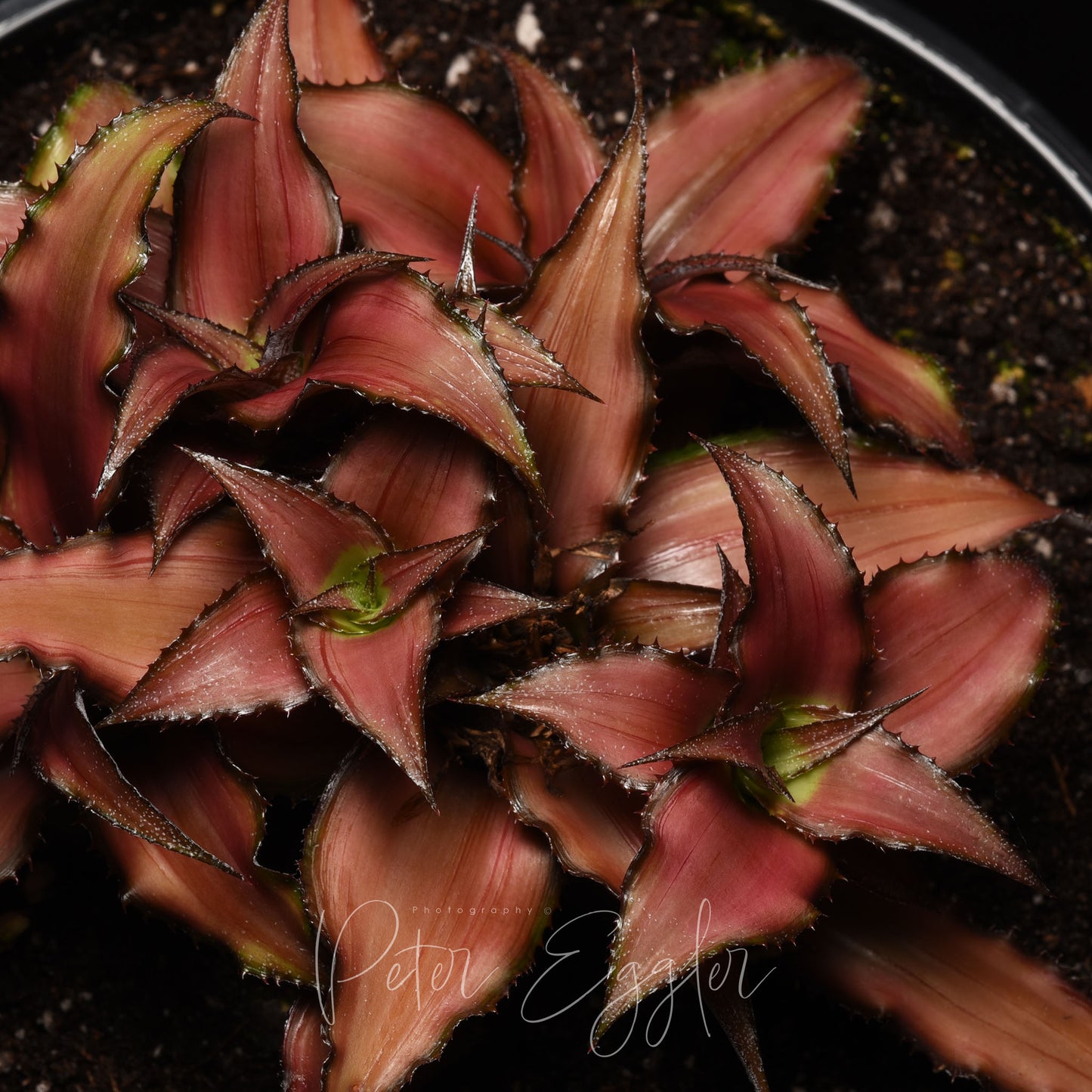 Cryptanthus 'Corinne'