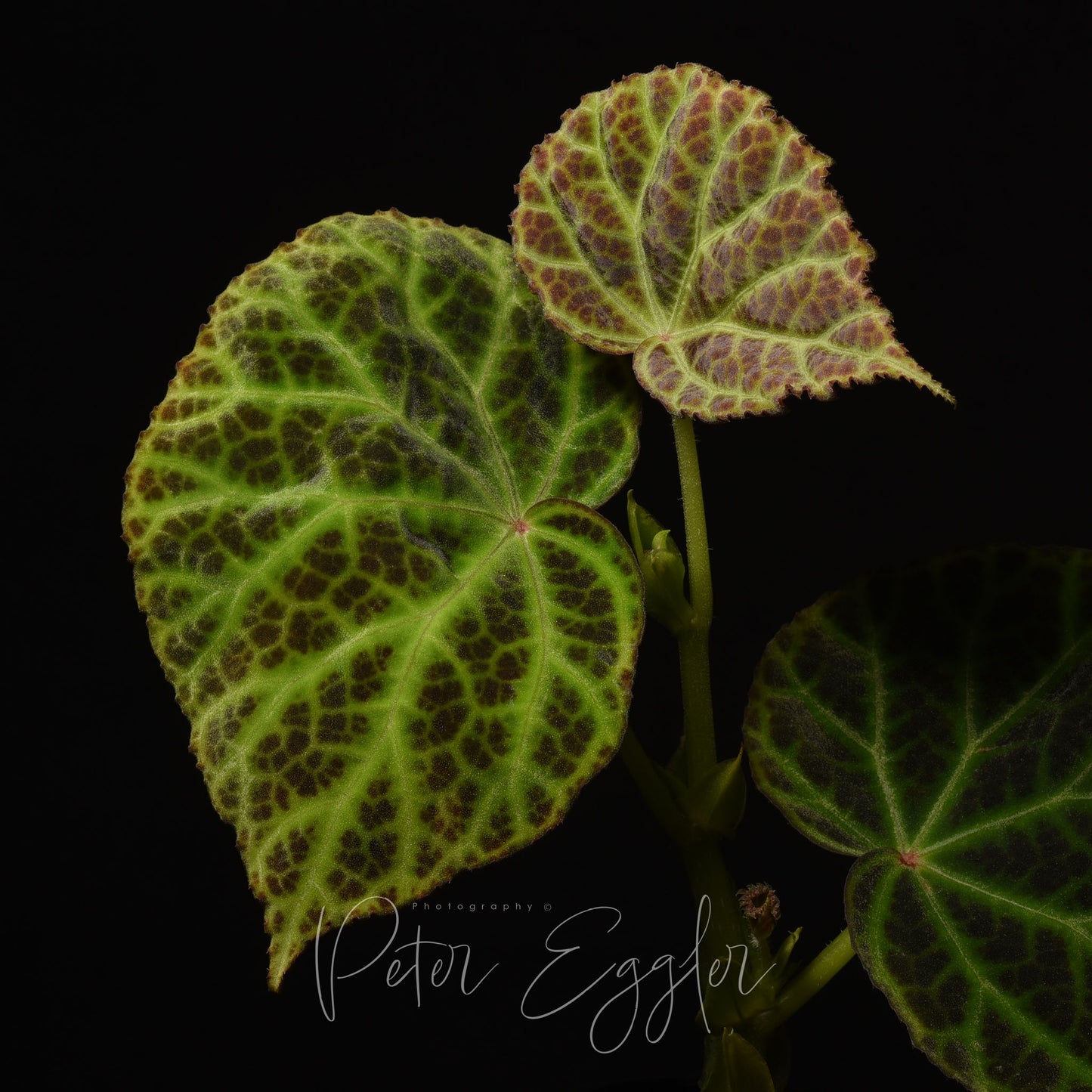 Begonia sp. "Kalimantan"