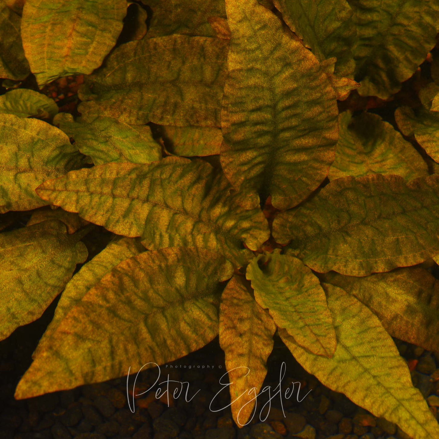 Cryptocoryne wendtii 'Tropica'