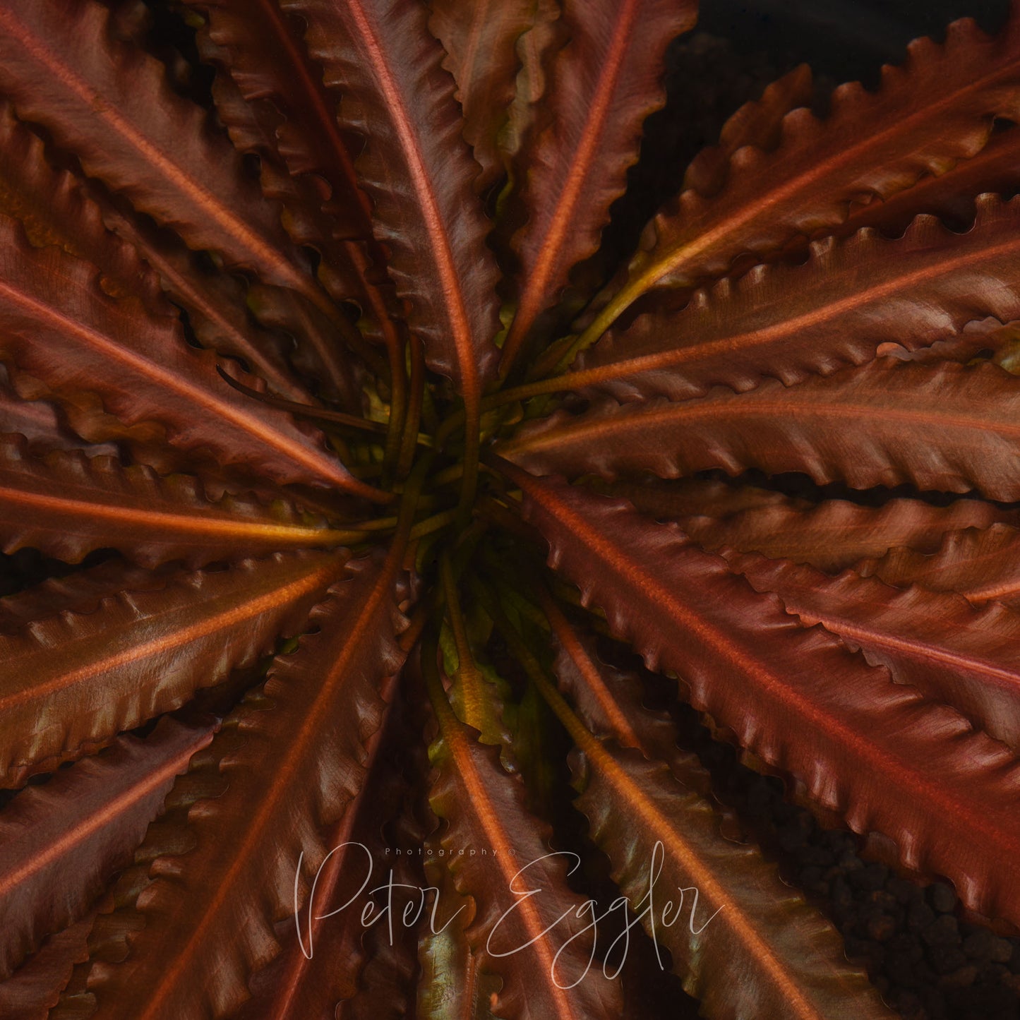 Aponogeton crispus "red"