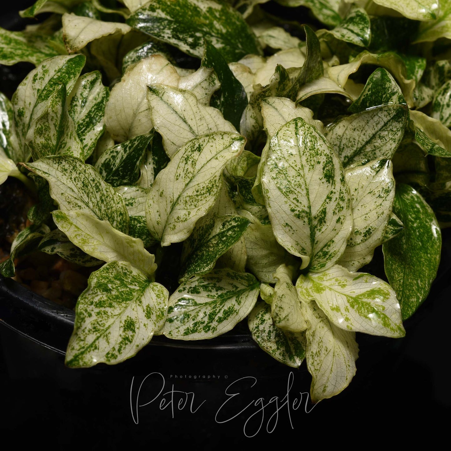 Anubias 'White'