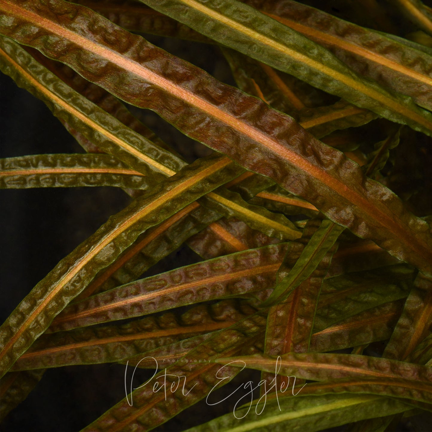 Cryptocoryne crispatula var. balansae (form #1)