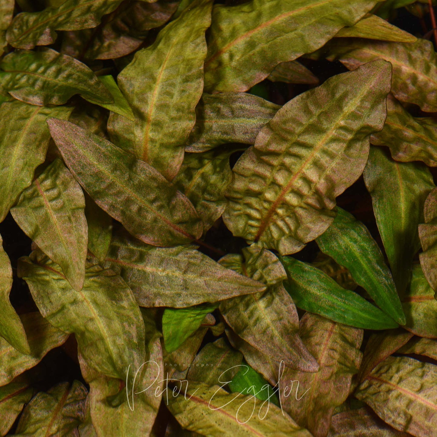 Cryptocoryne affinis "red"