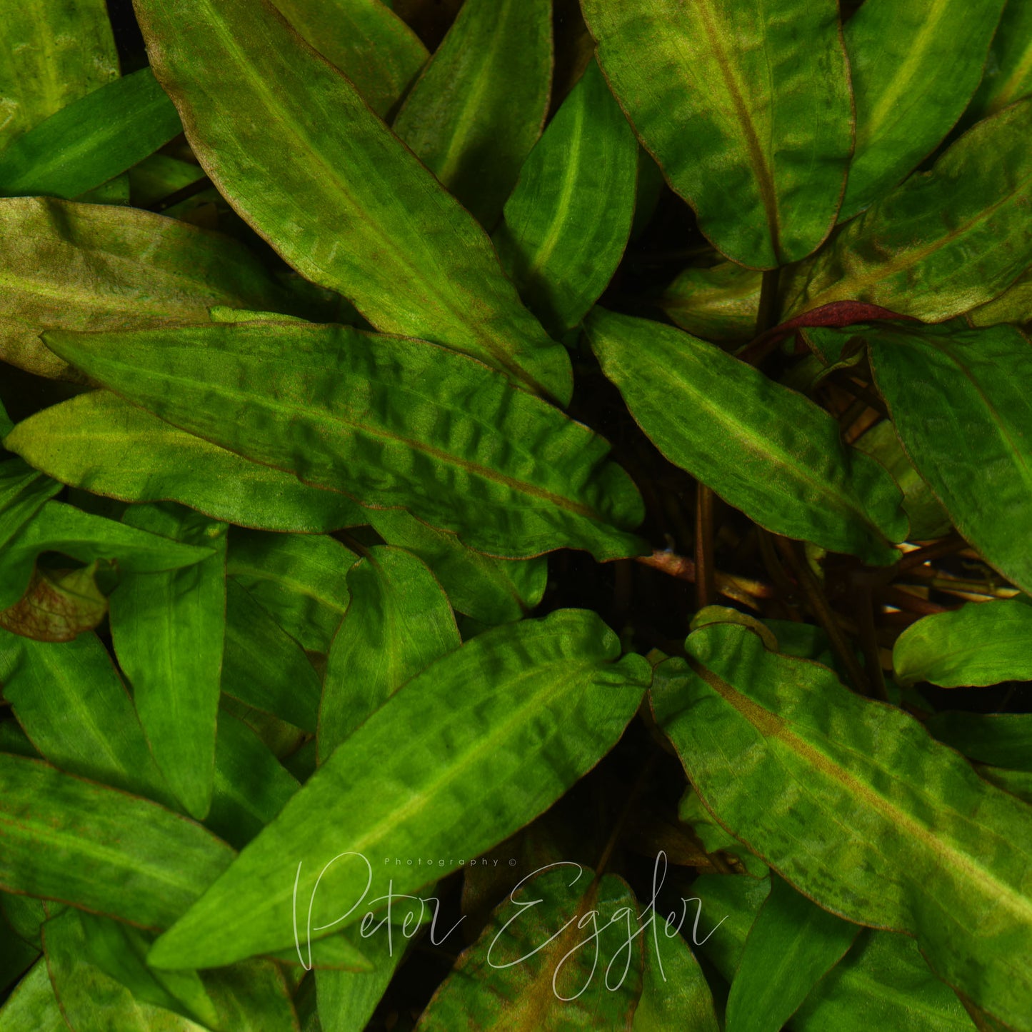 Cryptocoryne affinis 'Haerteliana'