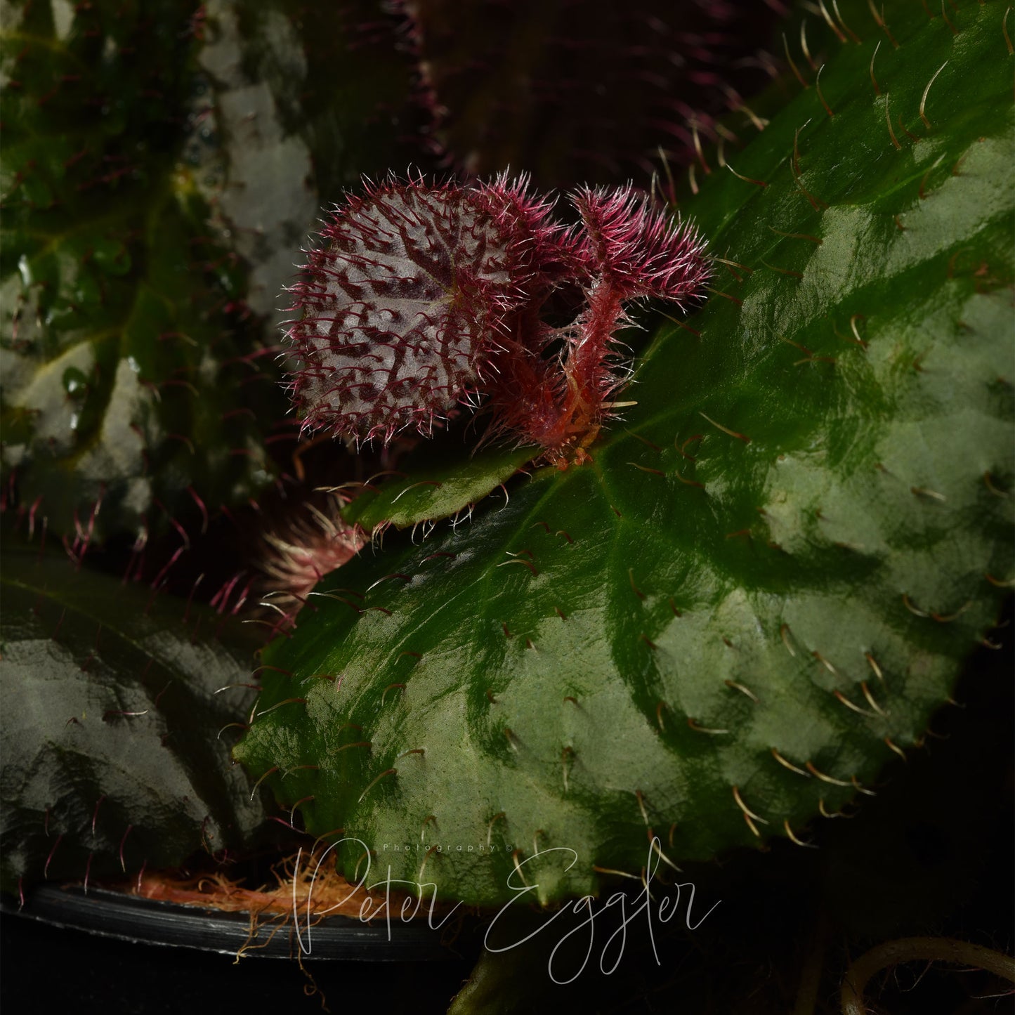 Begonia limprichtii
