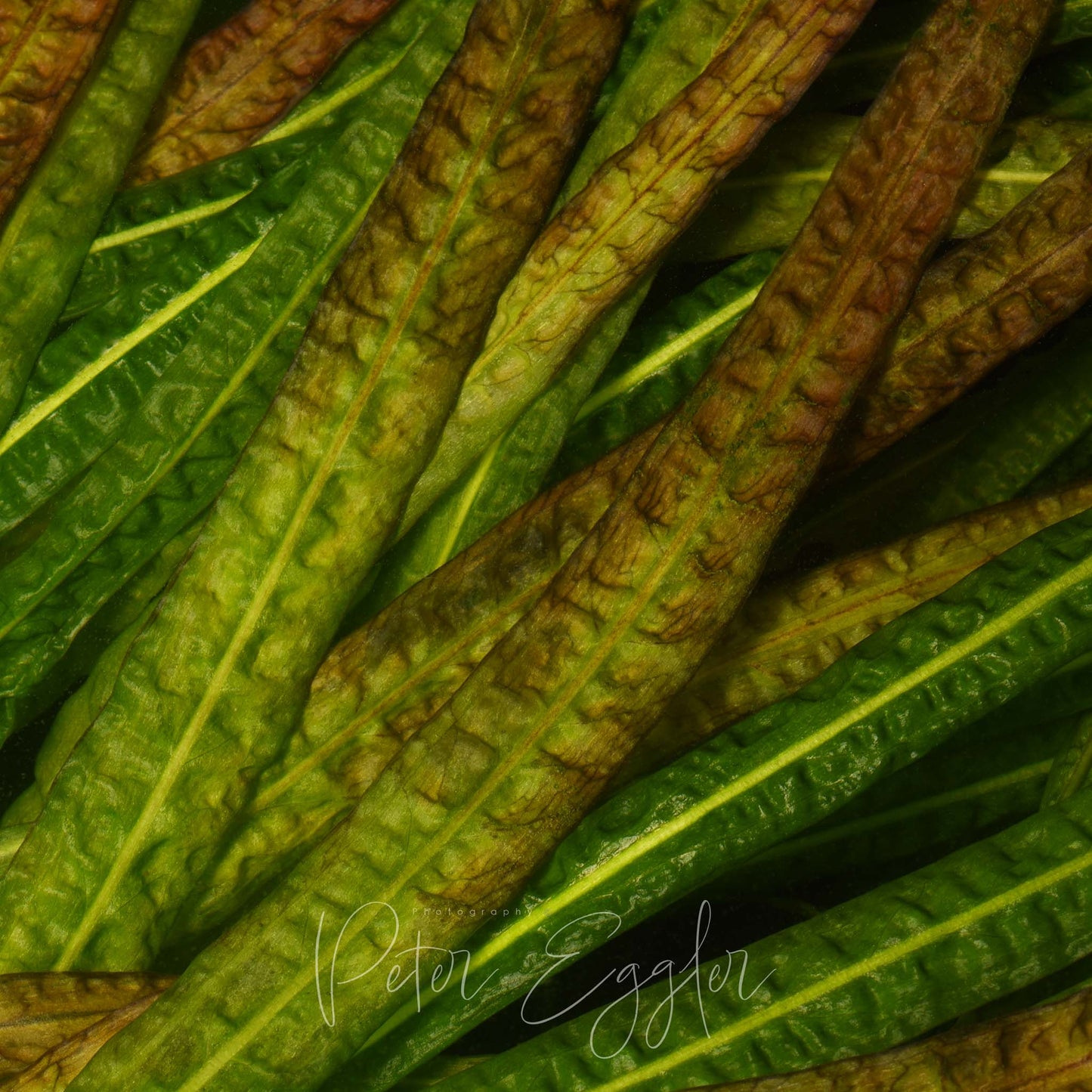 Cryptocoryne crispatula var. balansae (form #3)