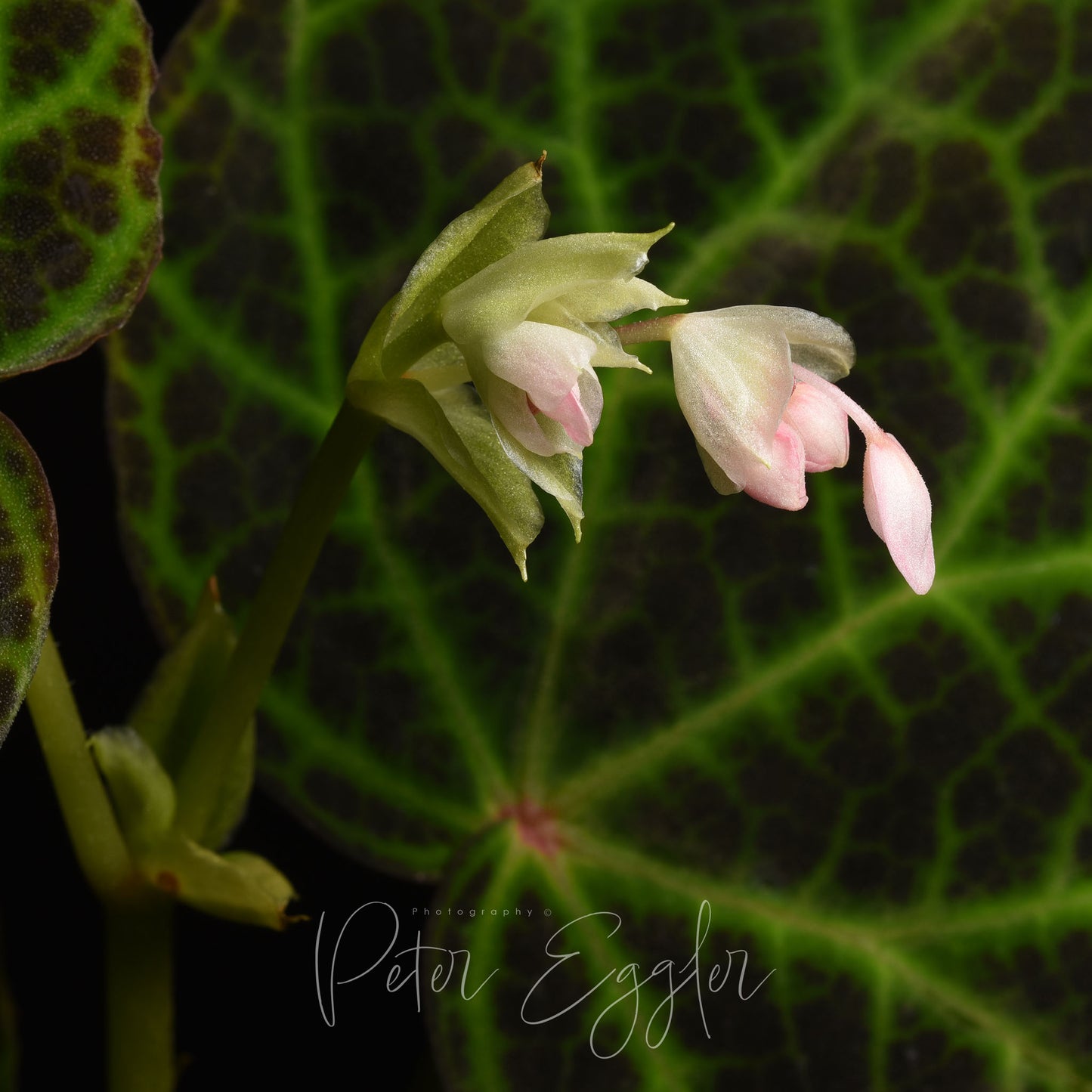Begonia sp. "Kalimantan"