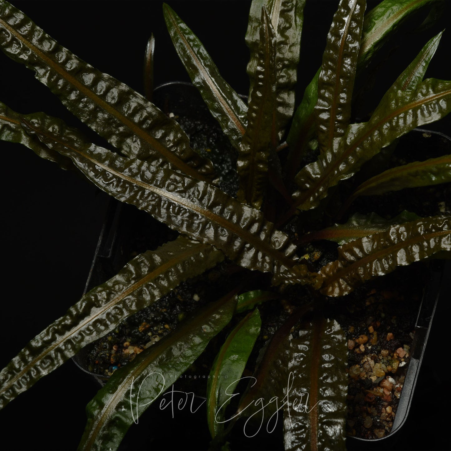 Cryptocoryne crispatula var. balansae (form #1)