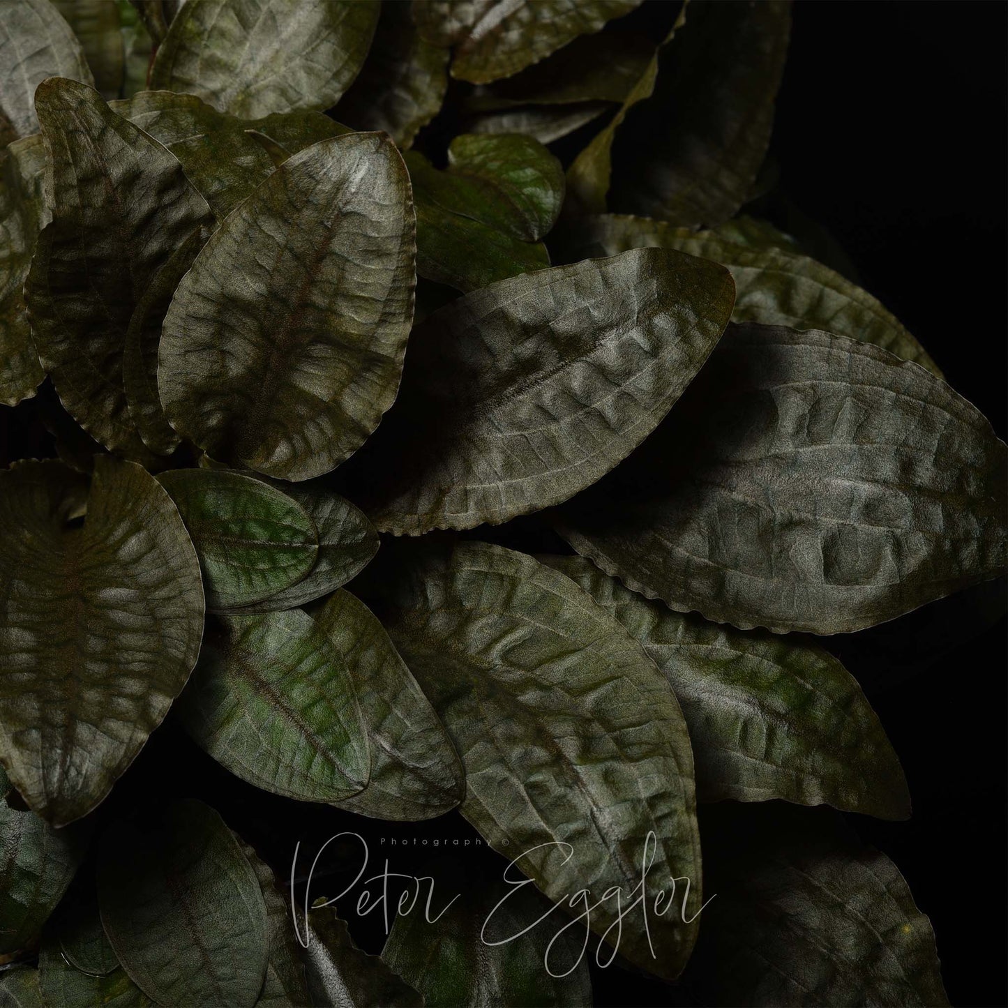 Cryptocoryne wendtii 'Tropica'