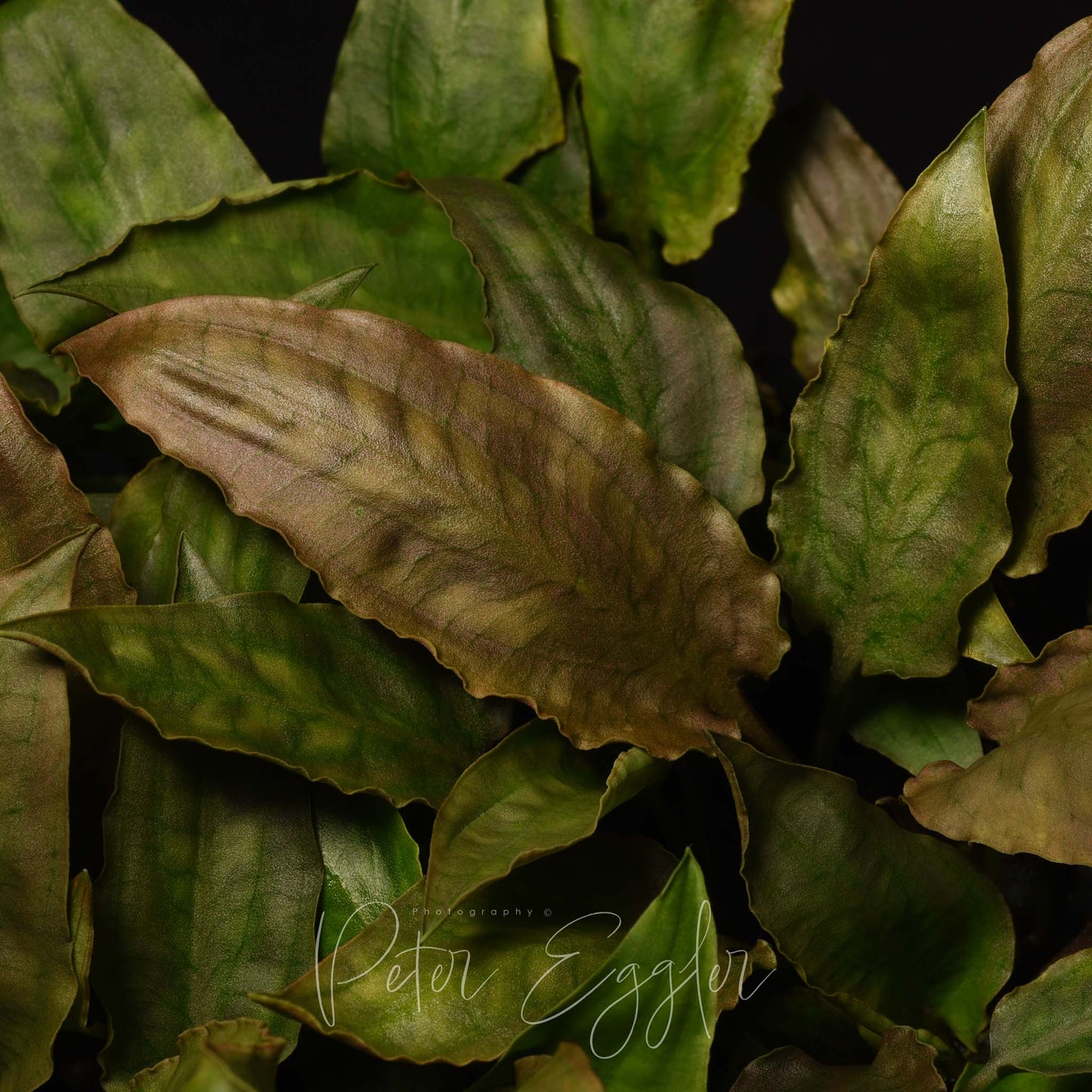 Cryptocoryne pontederiifolia (clone #2)