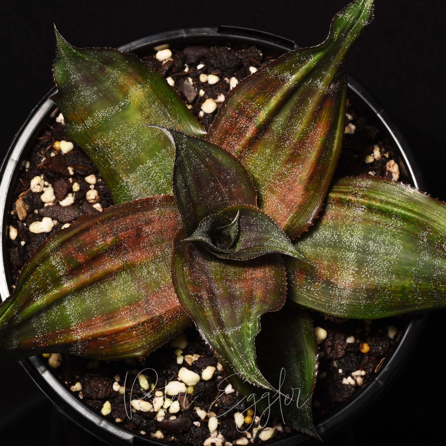 Cryptanthus 'Kakadu'