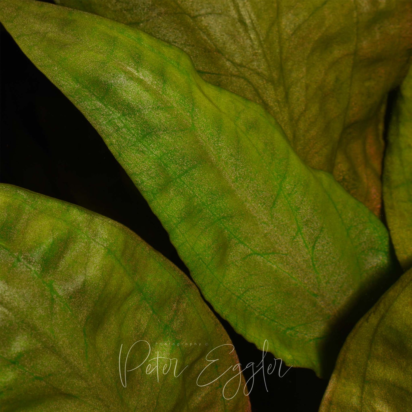 Cryptocoryne pontederiifolia (clone #2)