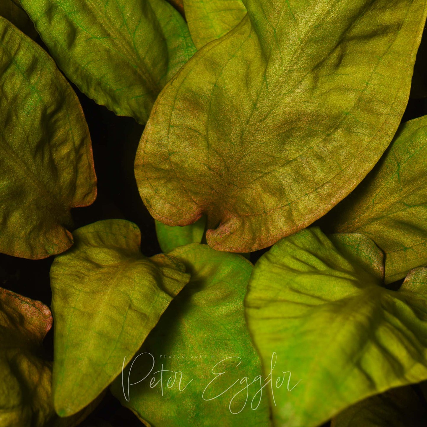 Cryptocoryne pontederiifolia (clone #2)