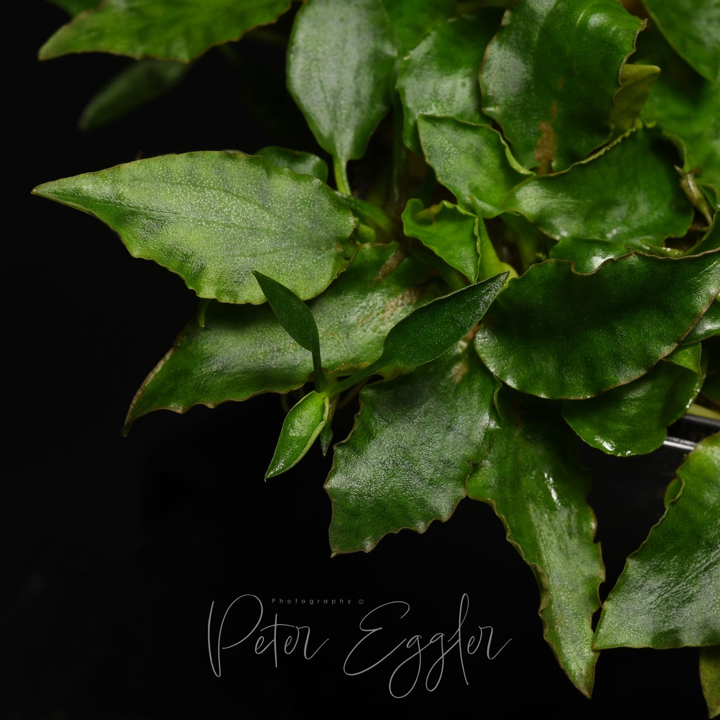 Cryptocoryne nurii var. raubensis 'Rosen Maiden'