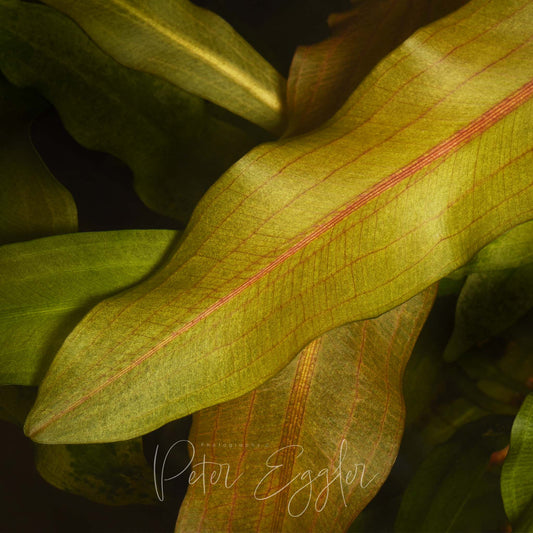 Aponogeton rigidifolius