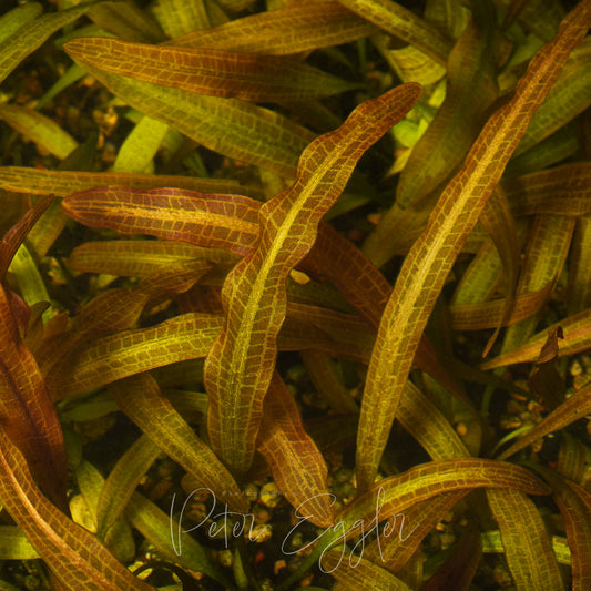 Aponogeton tofus