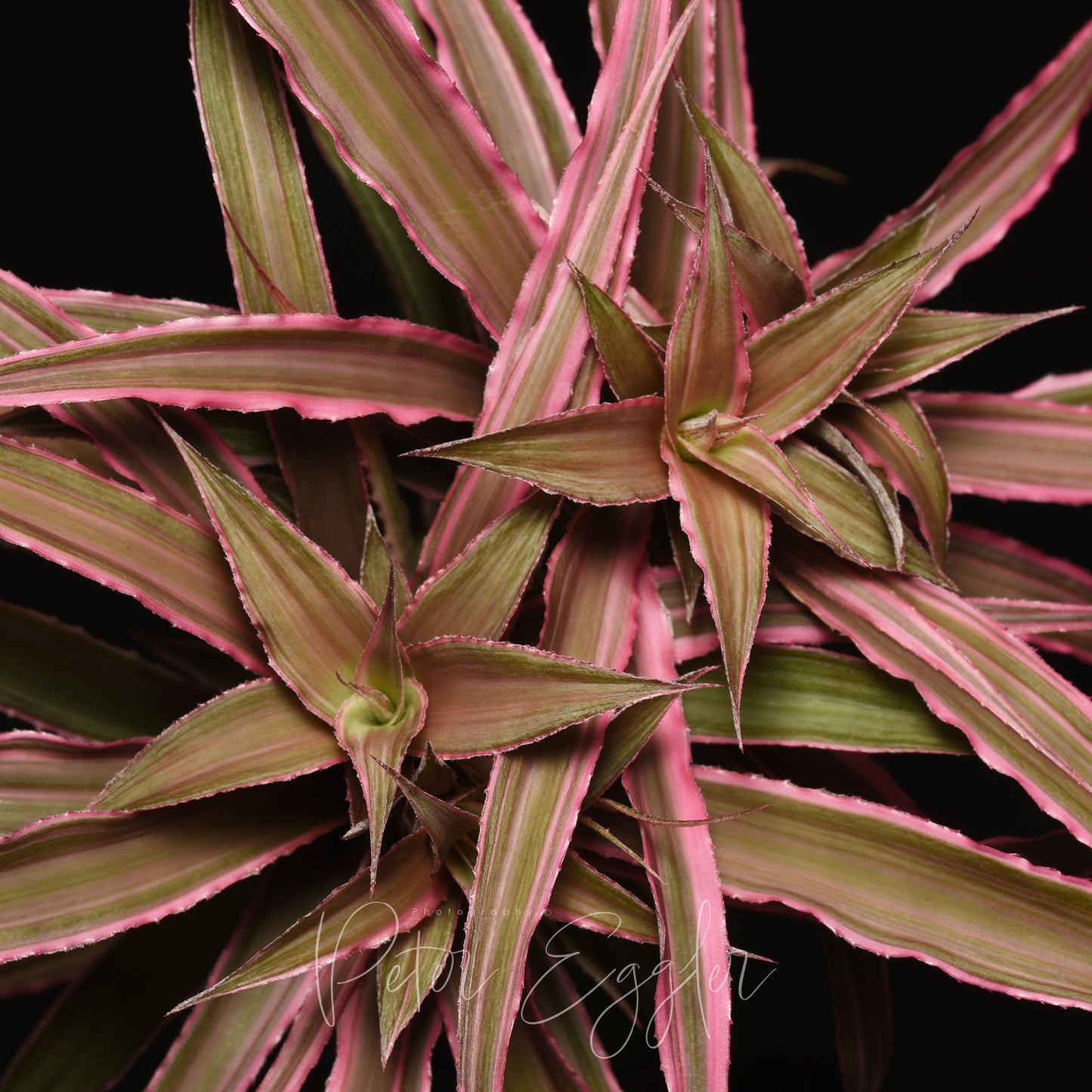 Cryptanthus 'Marian Oppenheimer'