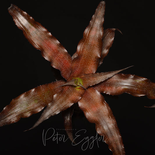 Cryptanthus 'Mary Poppins'