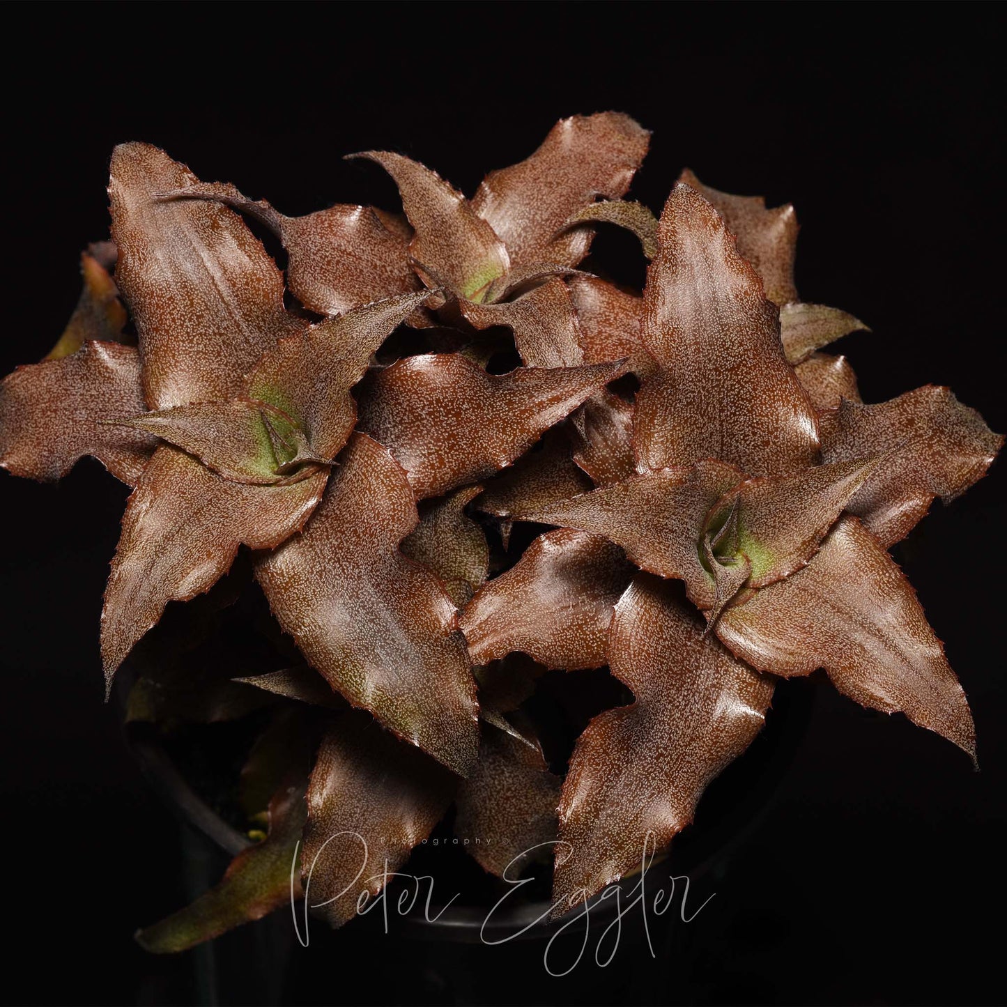 Cryptanthus 'Rosebud'