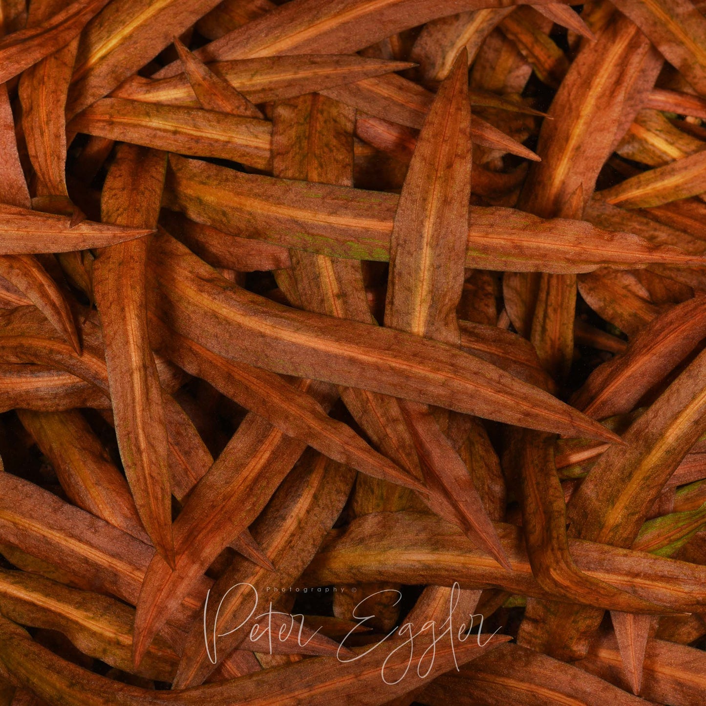 Cryptocoryne crispatula var. albida "brown"